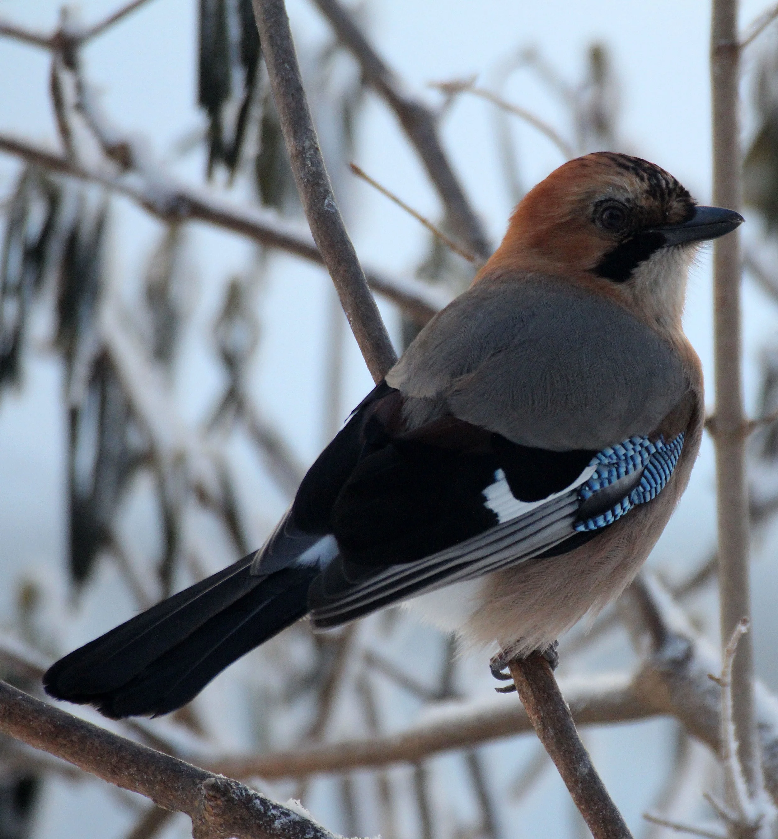 BIRD - JAY - EURASIAN JAY - YOROUSHI ONSEN DAIICHI LODGE, HOKKAIDO JAPAN (10).JPG