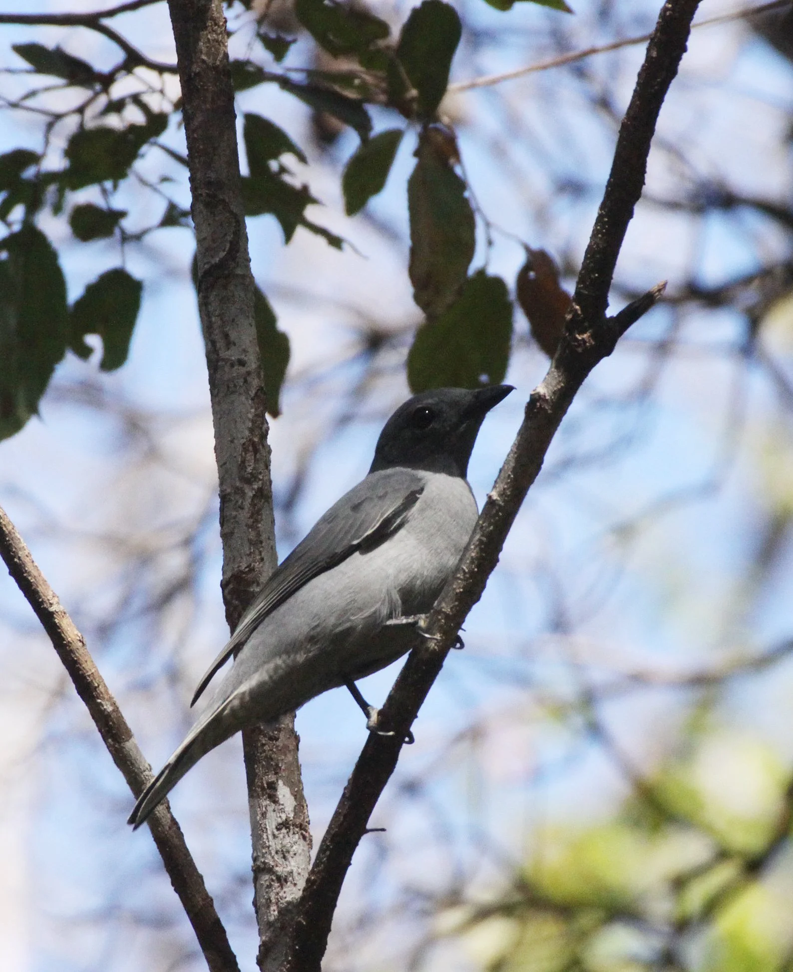 Madagascar Cuckooshrike (Ceblepyris cinereus) Ankarana NP Madagascar (7).JPG