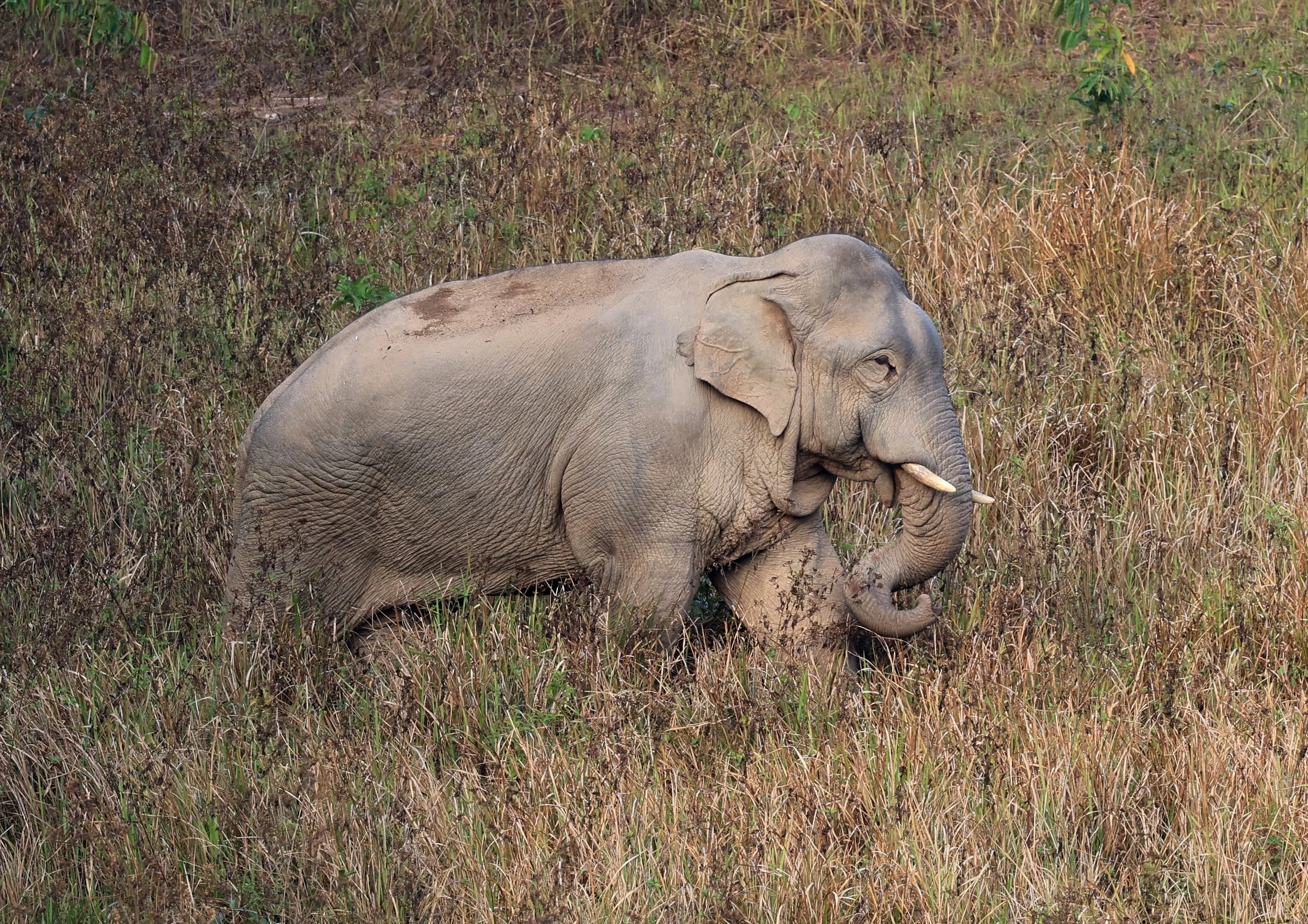 Asian Elephant (Elephas maximus) Khao Yai National Park, Thailand (107).jpg