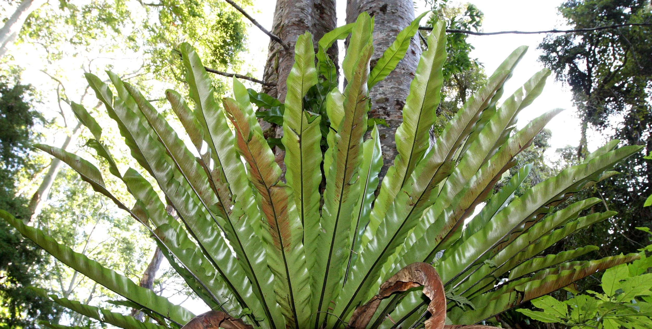 PLANT - FERN - APLENIUM NIDUS - BIRD'S-NEST FERN - MONTAGNE D'AMBRE NATIONAL PARK .JPG