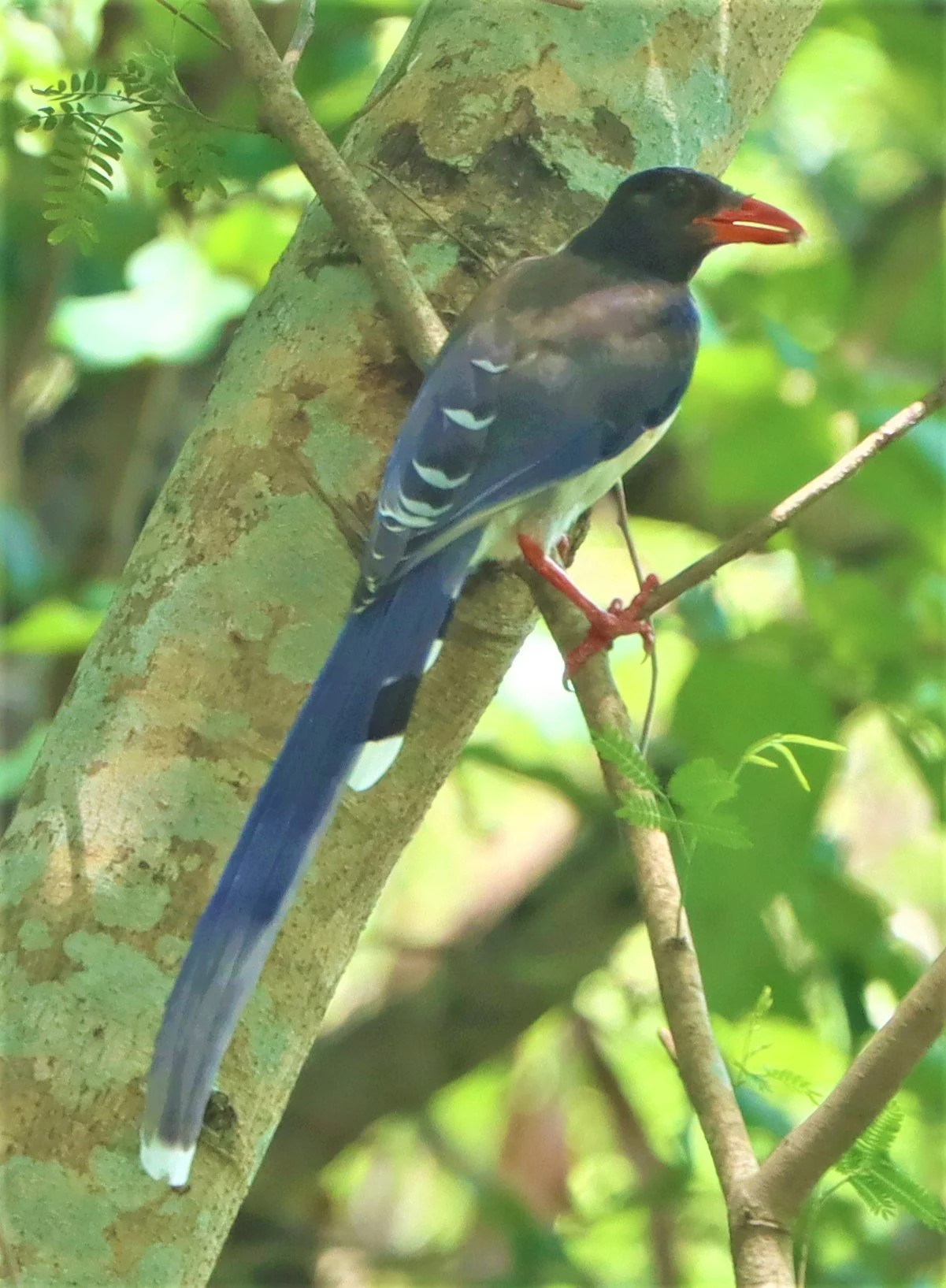 MAGPIE - BLUE MAGPIE - Urocissa erythrorhyncha - PHANOMRUNG PRASAT RUINS BURIRAM (17).jpg