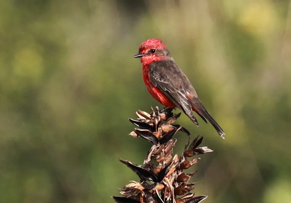 Vermilion Flycatcher (Pyrocephalus rubinus) Superagüi National Park, Brazil (7).jpg