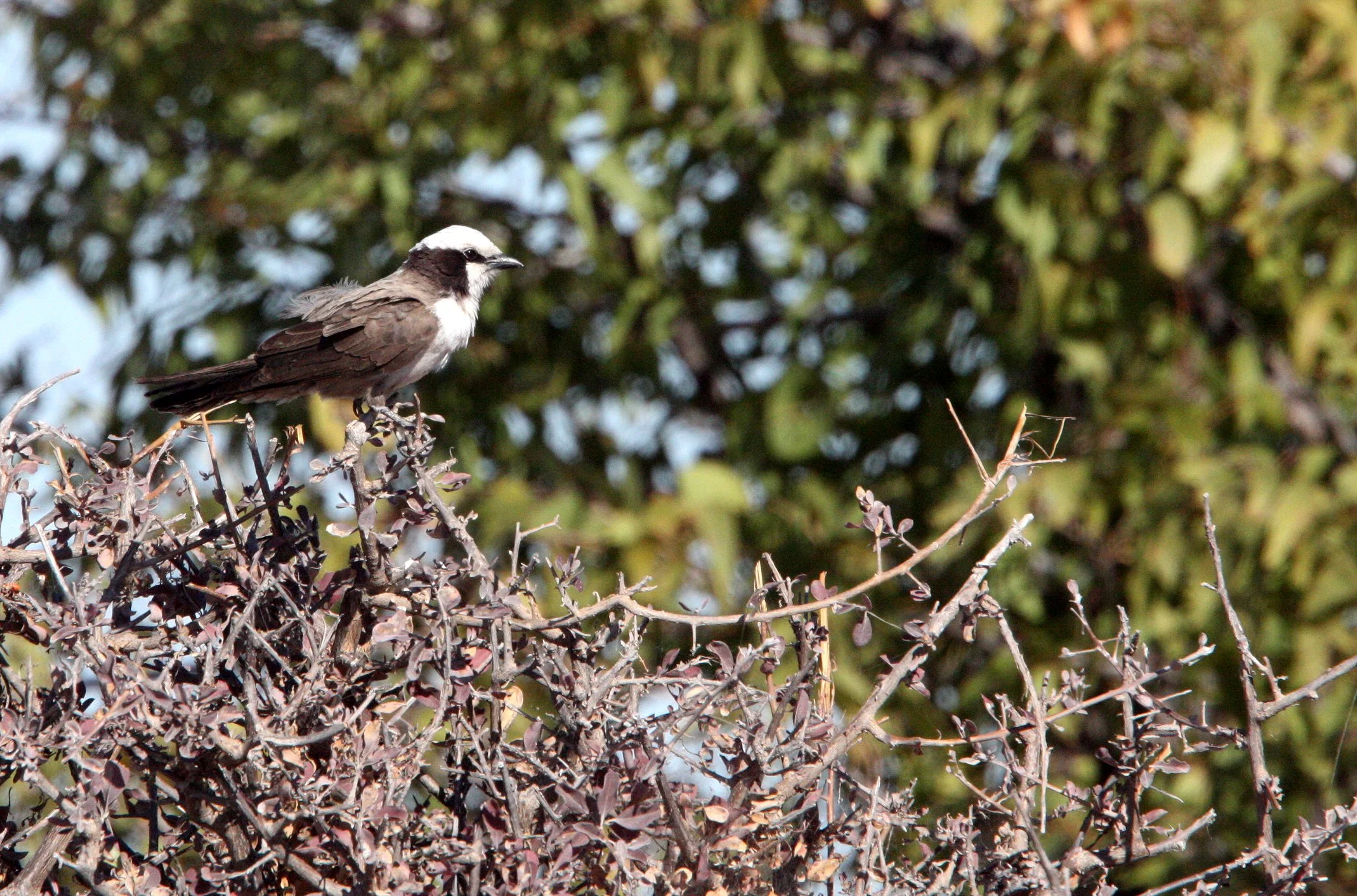 Southern White-crowned Shrike (Eurocephalus anguitimens) Etosha NP Namibia (3).JPG