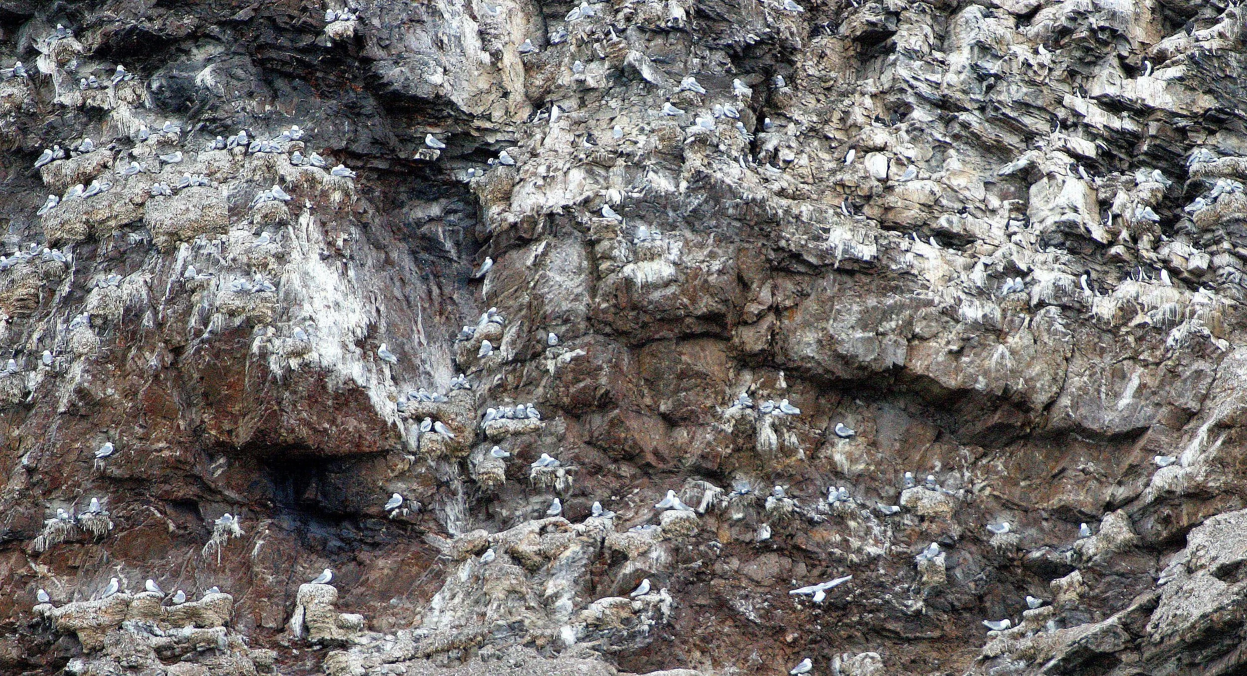 BIRD - KITTIWAKE - BLACK-LEGGED - SVALBARD (54).jpg