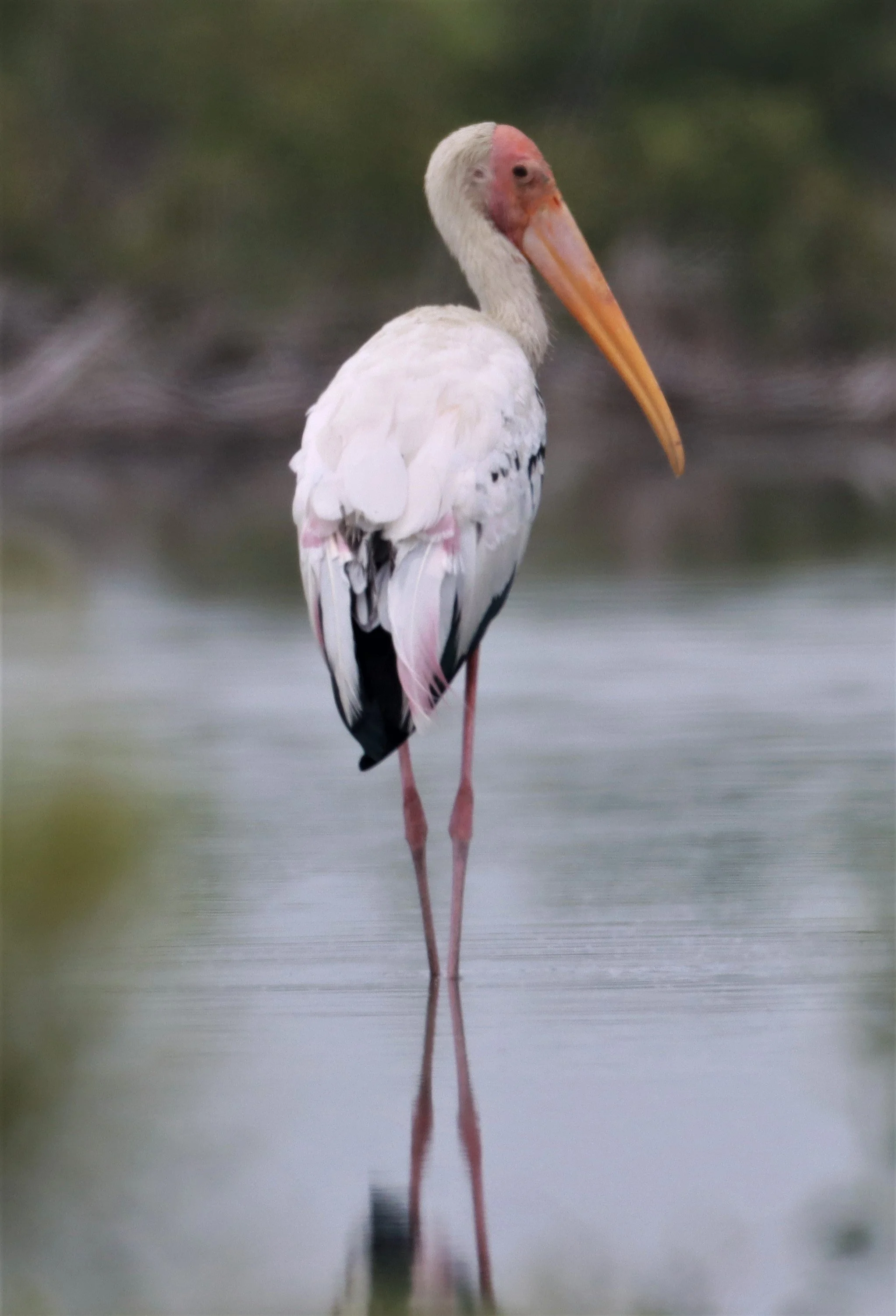 STORK - MILKY STORK HYBRID WITH PAINTED STORK - Milky X Painted (Mycteria cinerea X leucocephala) - KHLONG TAMRU CHONBURI (26).jpg