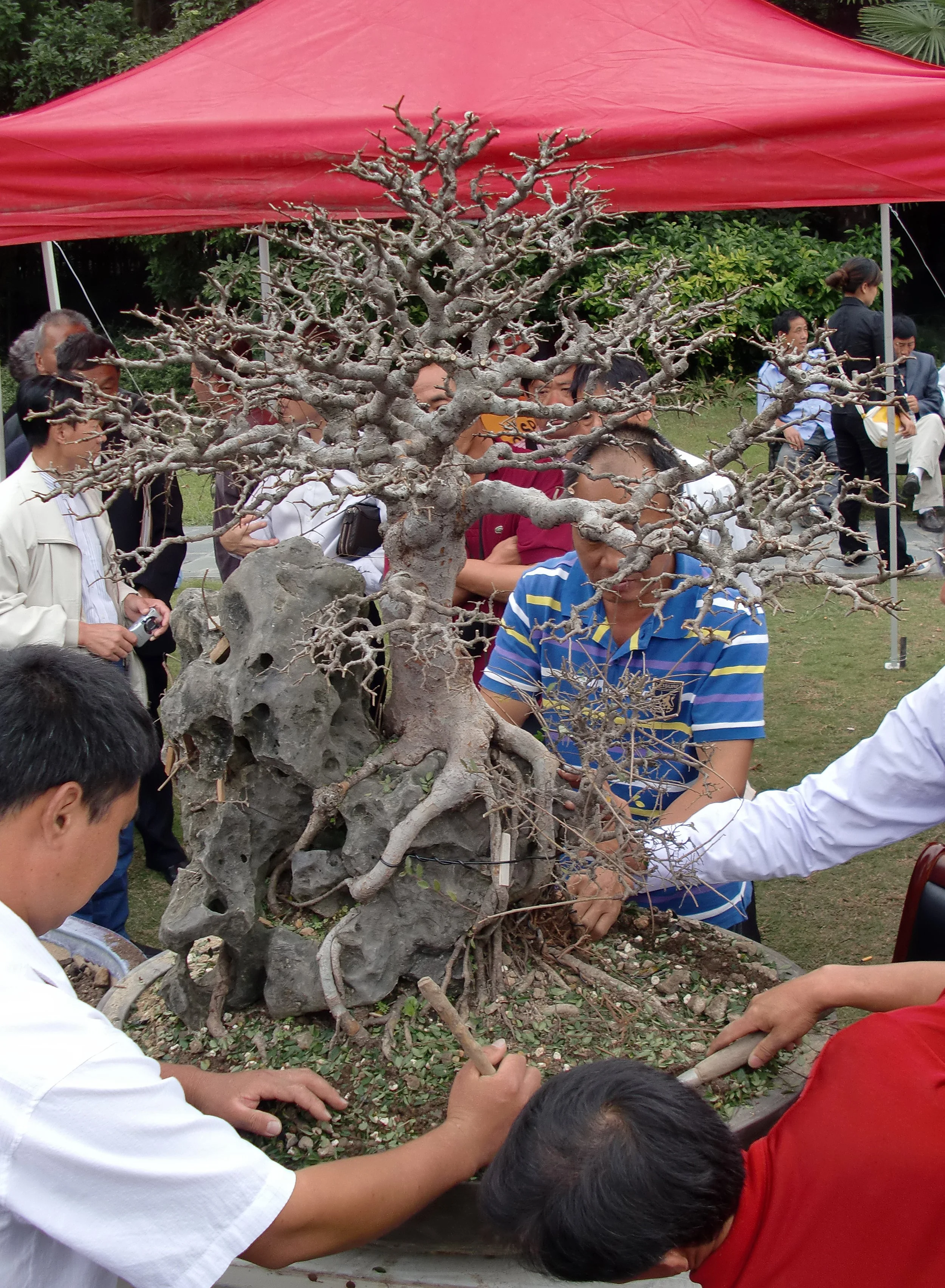 2010-9-30 SHANGHAI BOTANICAL GARDEN (8).JPG