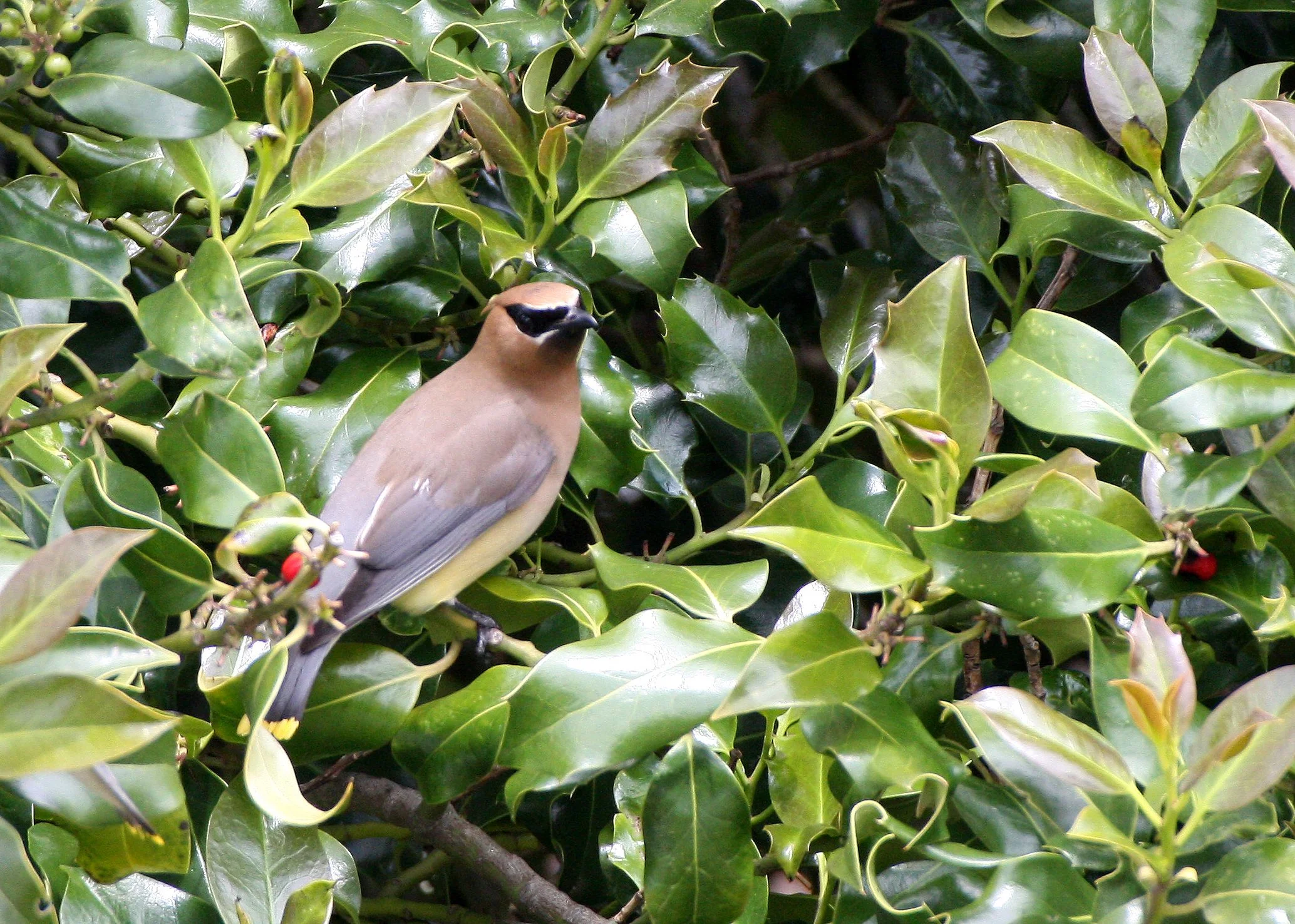 BIRD - WAXWING - CEDAR WAXWING - DUNGENESS SEQUIM WA (14).JPG