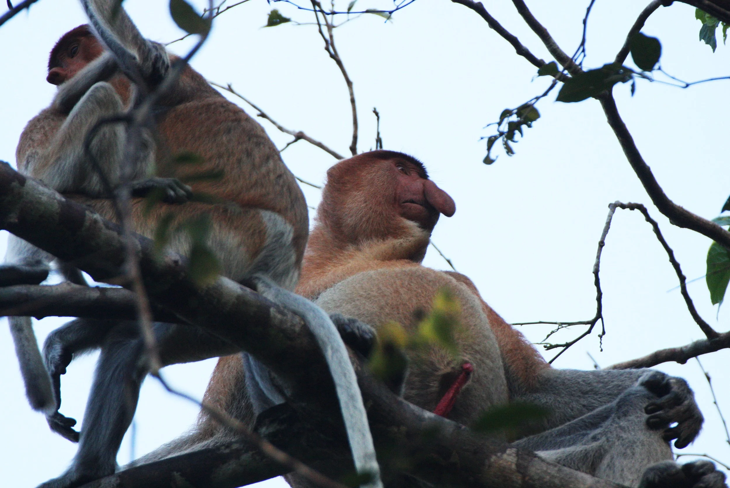CERCOPITHECIDAE - Nasalis larvatus -PROBOSCIS MONKEY TROOP - KINABATANGAN RIVER BORNEO  (64).JPG