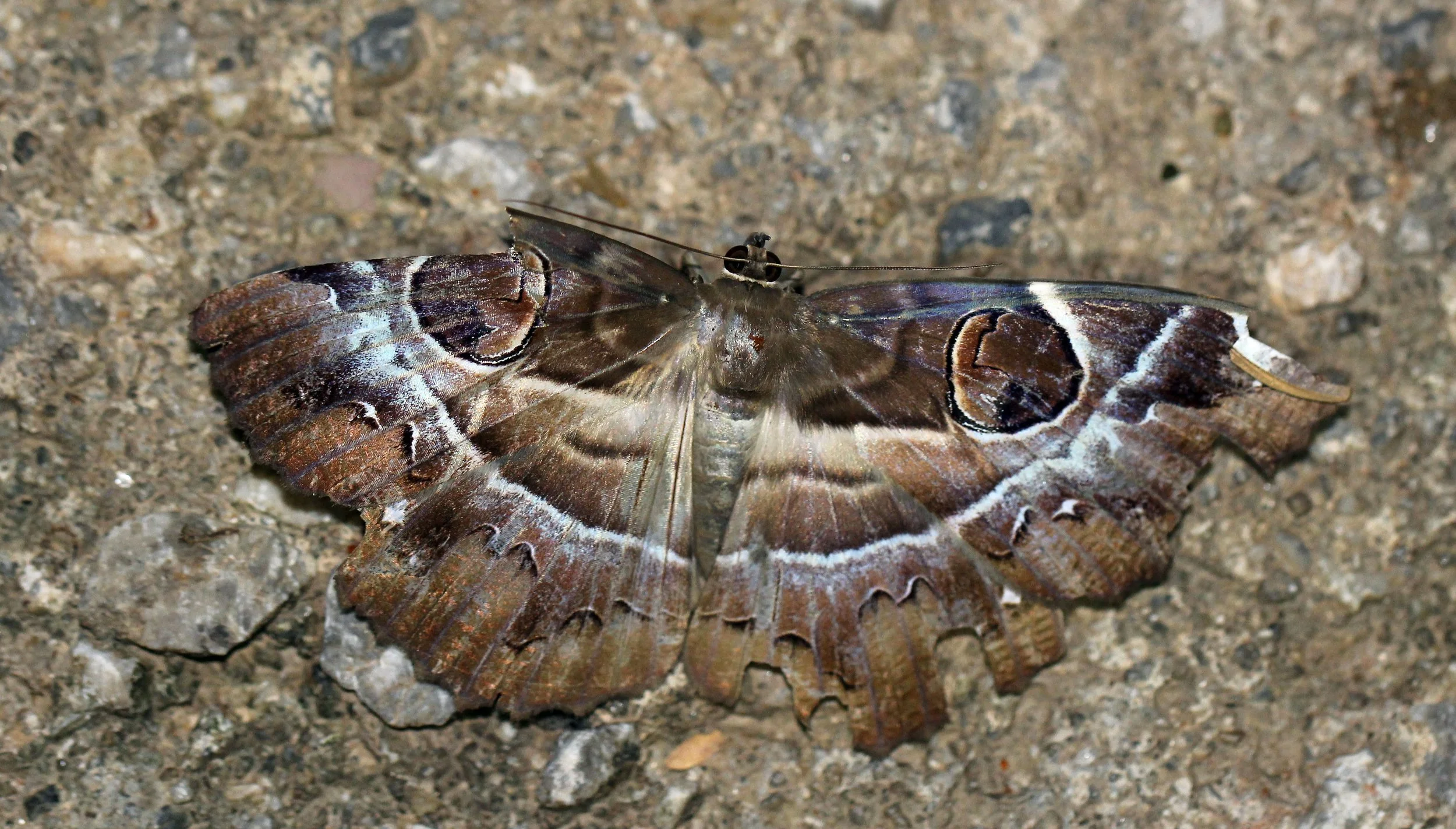 Noctuidae - Spirama helicina - Koh Lanta, Thailand