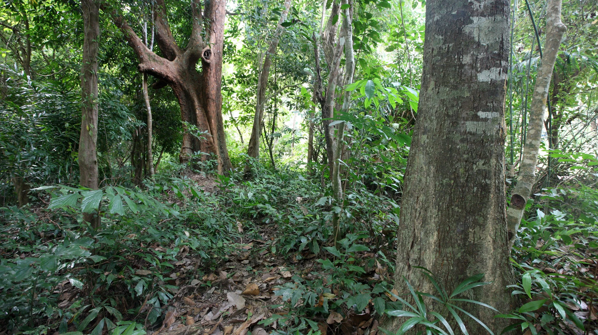 LANTA ISLAND - OUR PROPERTY - WINTER 2011 (6).JPG