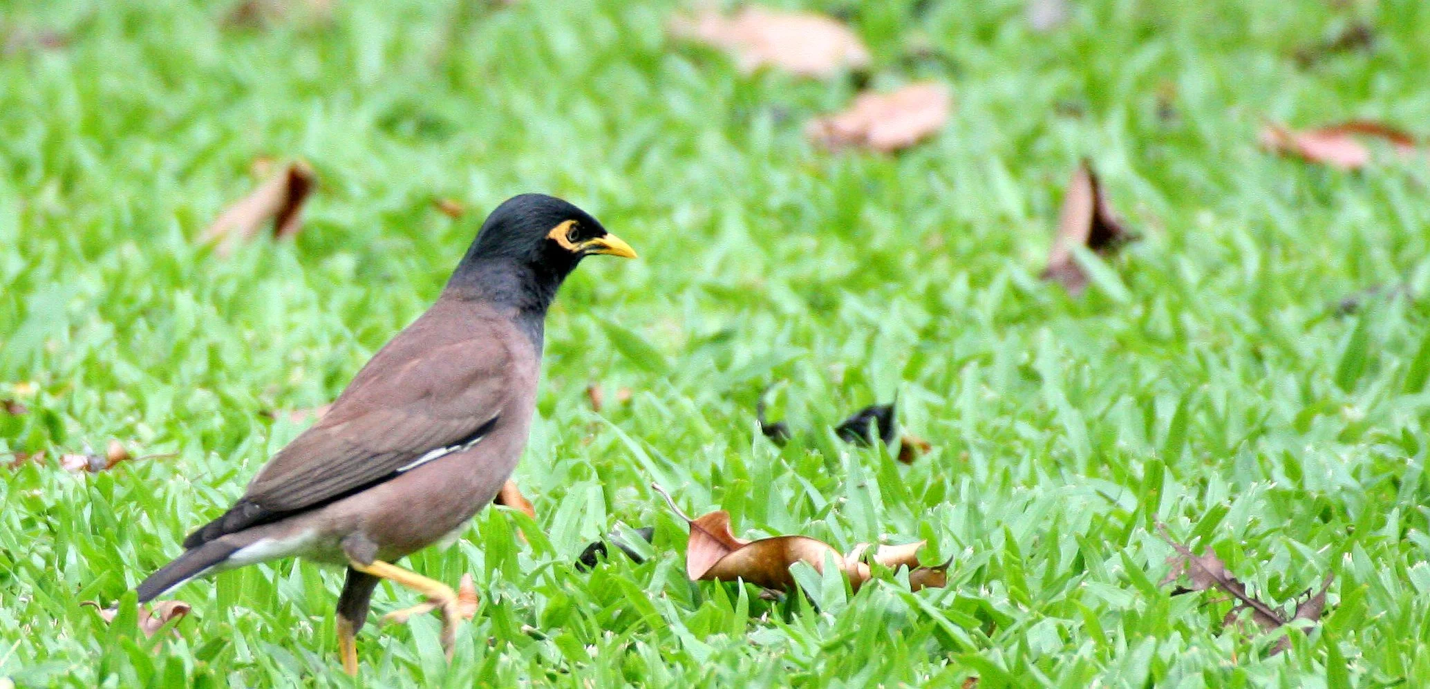 2016 Koh Lanta TheOtherSideVillas - Nature at our Home (28).JPG
