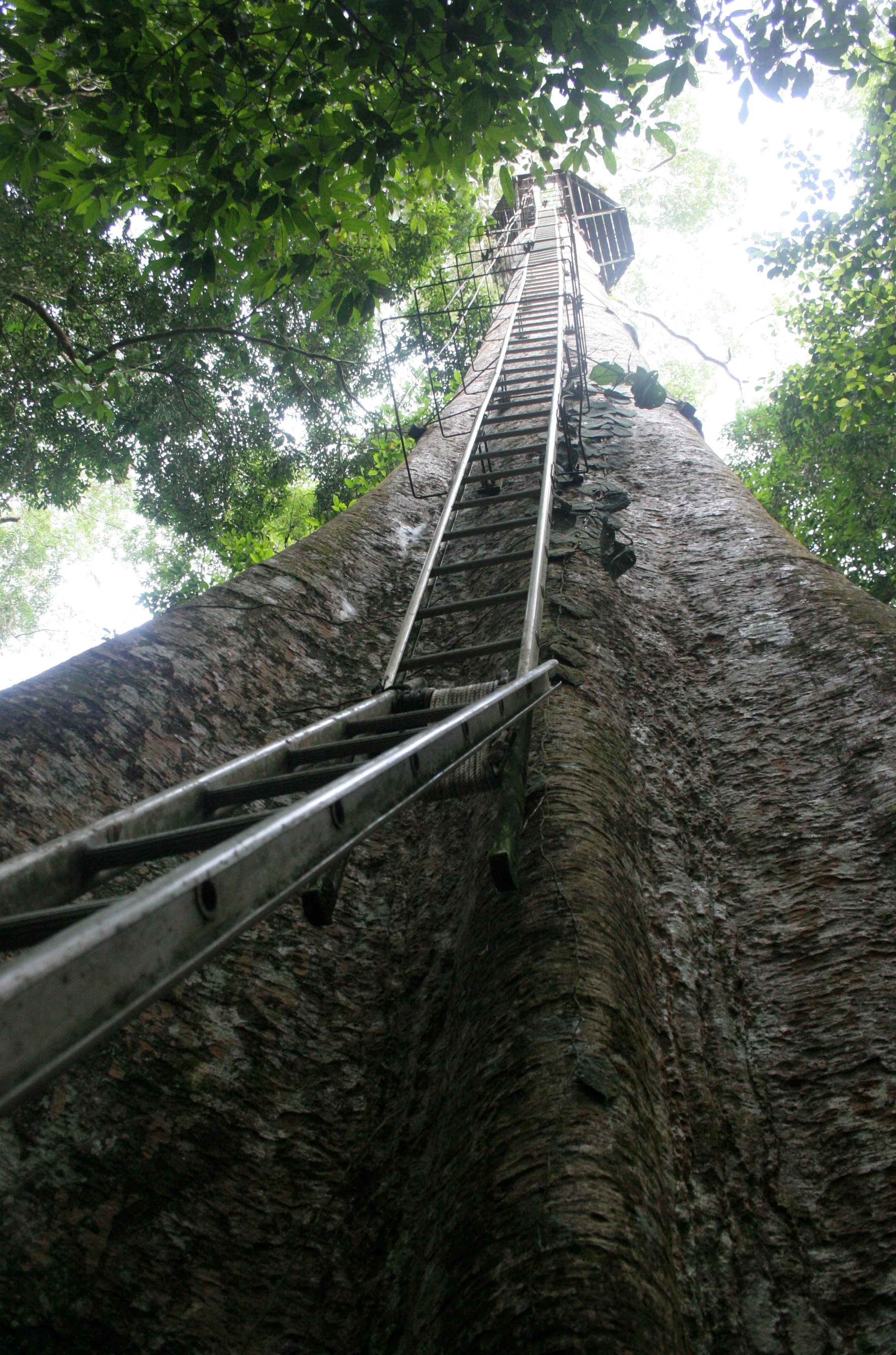 DANUM VALLEY BORNEO - TREE PLATFORM (16).JPG