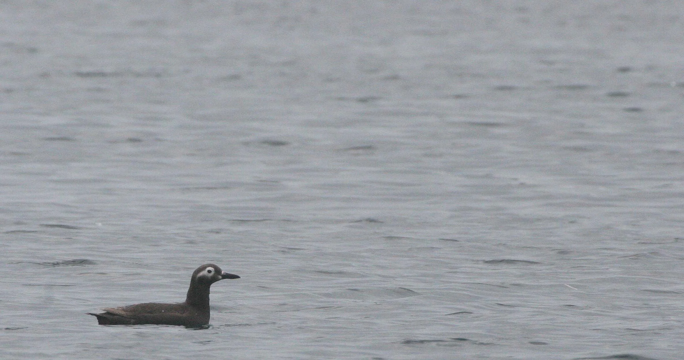 Cepphus carbo - SPECTACLED GUILLEMOT - MONERON ISLAND RUSSIA (34).jpg