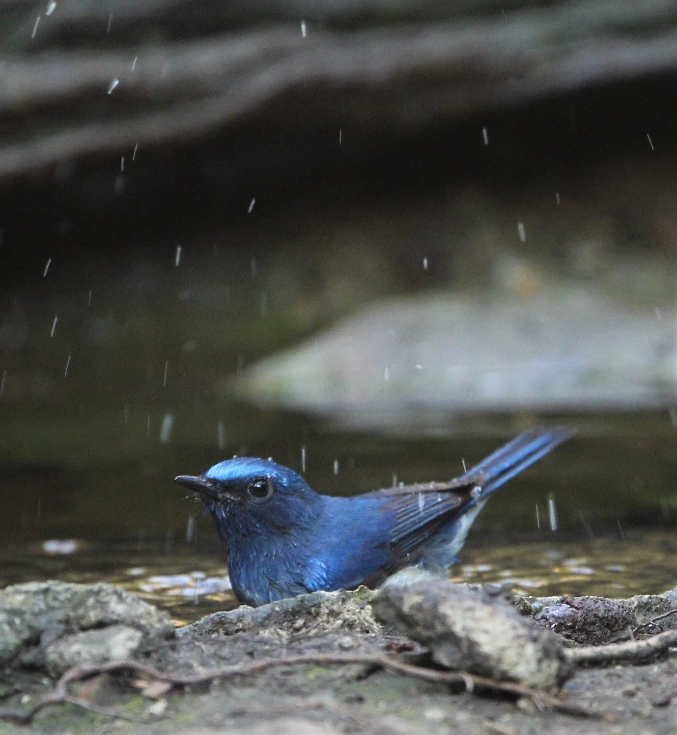FLYCATCHER - HAINAN BLUE FLYCATCHER - Cyornis hainanus - LUNG SIN HIDE, KAENG KRACHAN AREA J (5).jpg