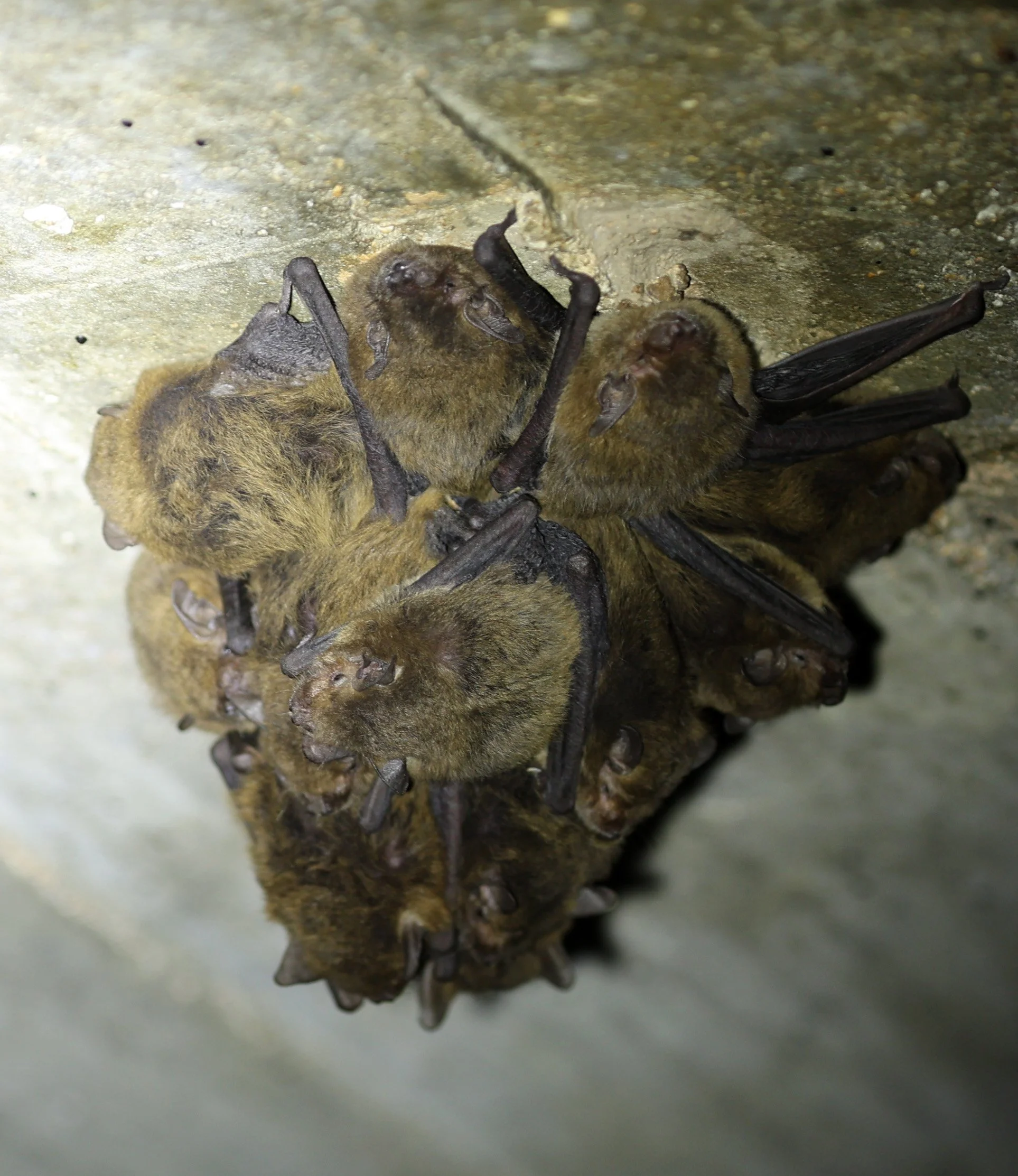 Northern Broad-nosed Bat (Scotorepens sanborni) Magnetic Island - Queensland 