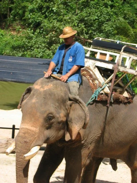 2008 Lampang City & Elephant Center (169).jpg