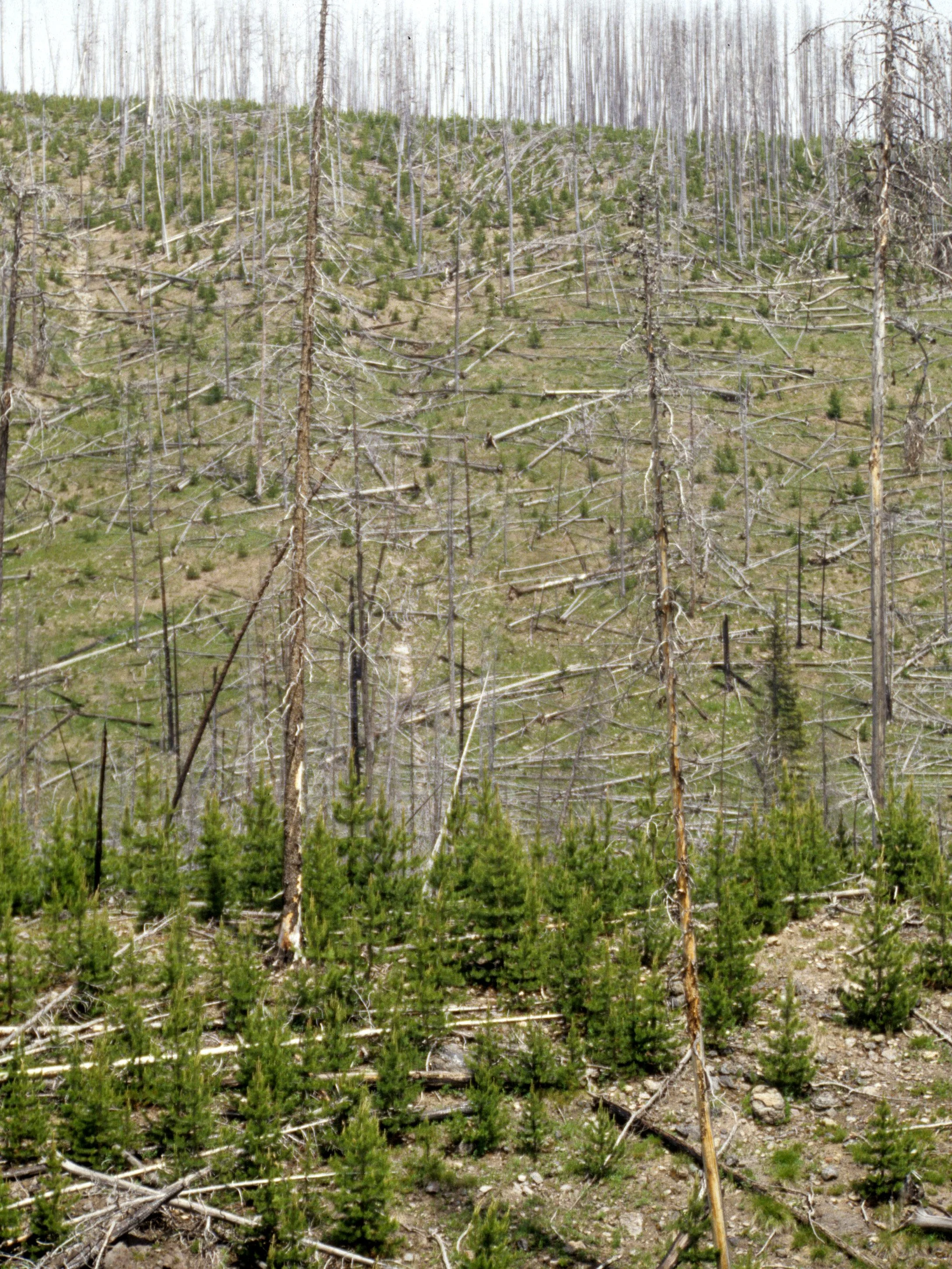 YELLOWSTONE - FIRE REMNANTS.jpg
