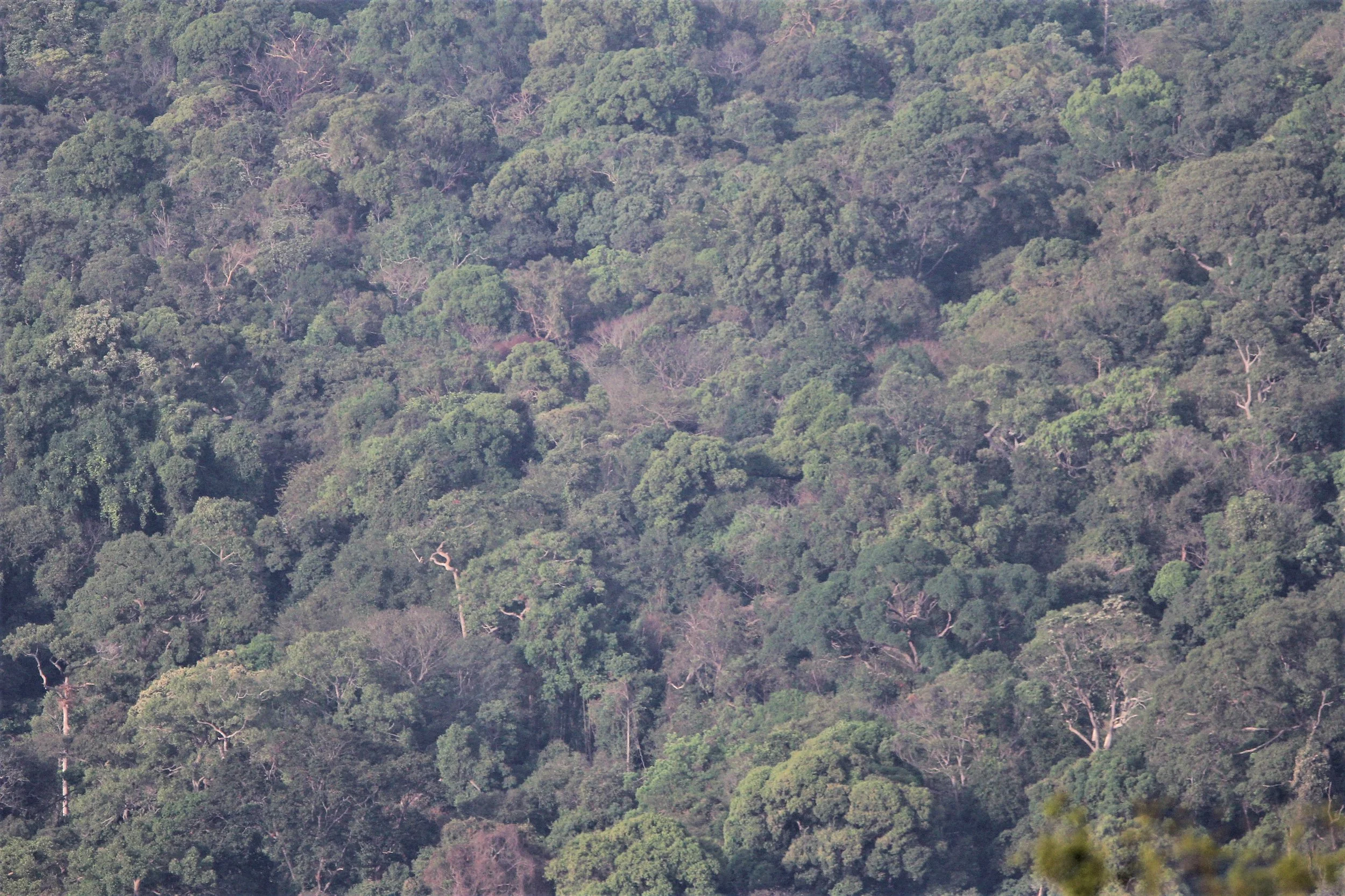 Dry Evergreen Forest: At an elevation of 200-600m above mean sea level, this is the National Park's most extensive type of forest, covering 1,351.66 sq km, or 61.7% of the Park's total area. Similar to Tropical Rain Forest, the canopy is verdant, but