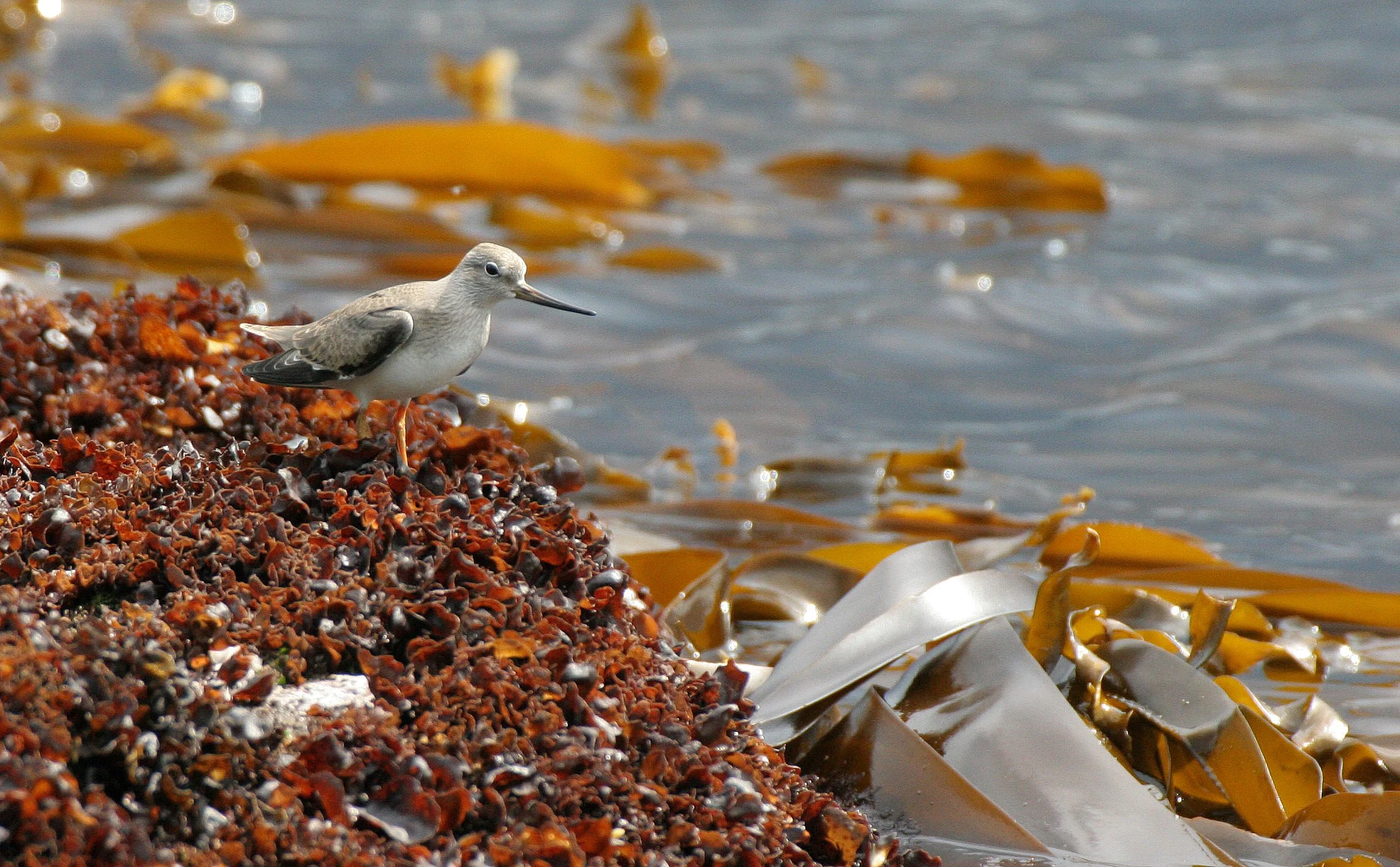 BIRD - SANDPIPER - TEREK SANDPIPER - KURIL ISLANDS RUSSIA.jpg