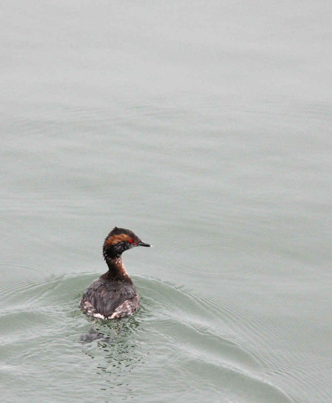 Eared Grebe (Podiceps nigricollis) Arcata Harbor California (1).JPG