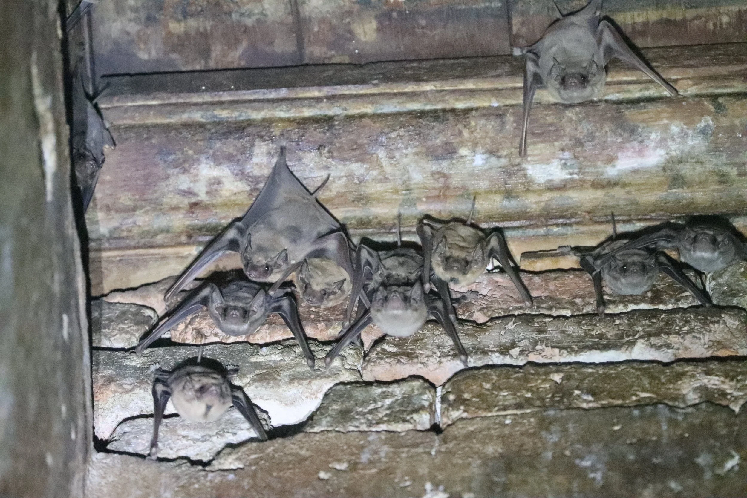 Taphozous melanopogon - BLACK-BEARDED TOMB BAT - WAT PRATHAISAWAN AYUTTHAYA (84).JPG
