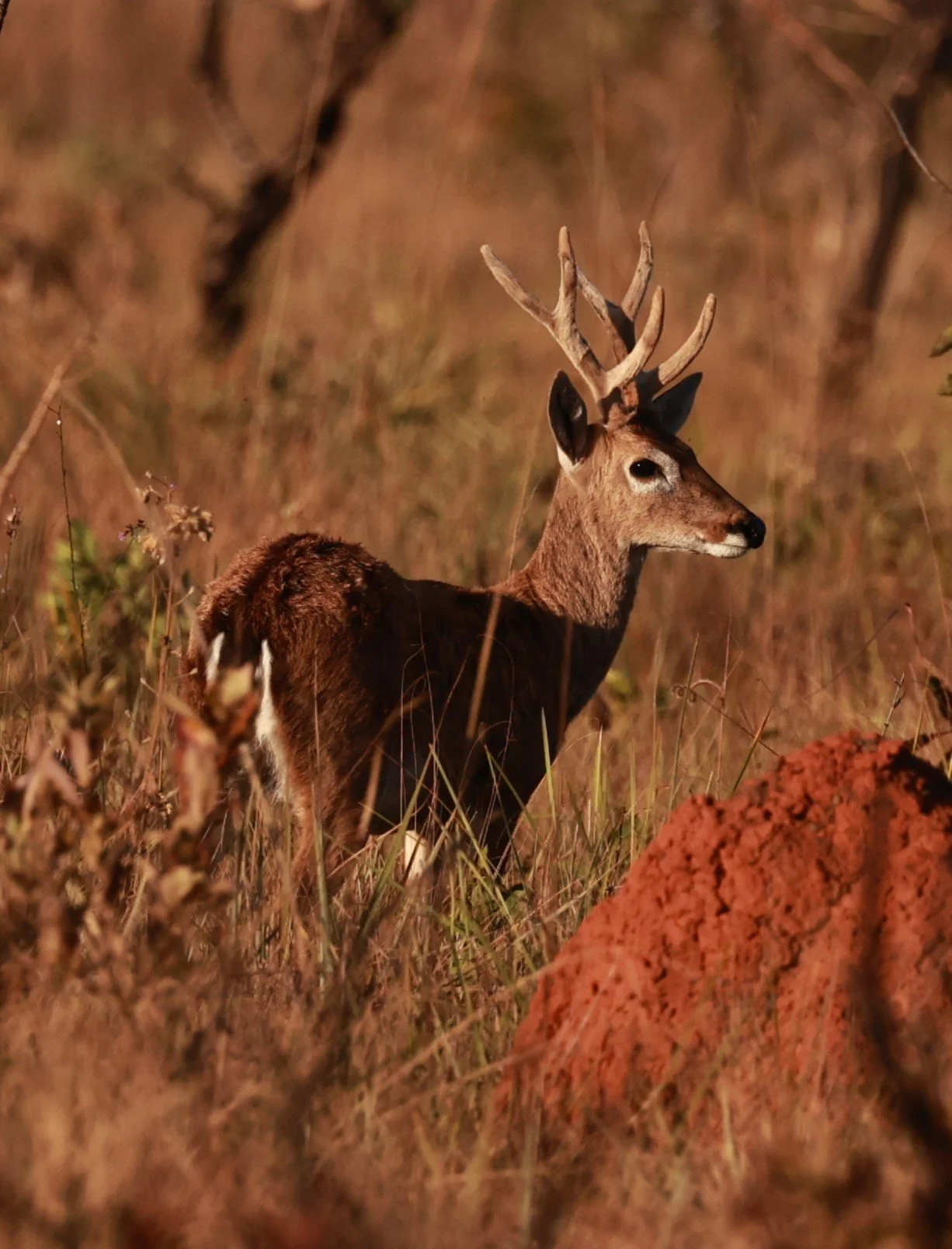 Ozotoceros bezoarticus bezoarticus - Pampas Deer -  Emas National Park, Goias Brazil (11).JPG