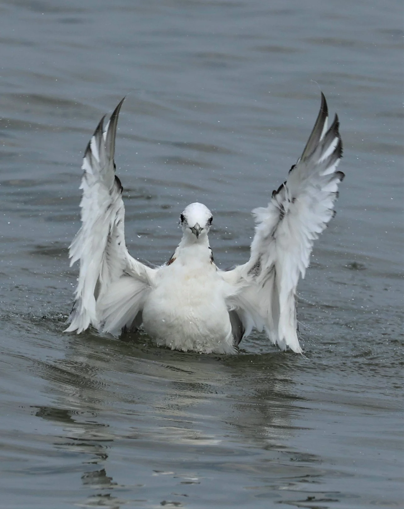KITTIWAKE - BLACK-LEGGED KITTIWAKE - Rissa tridactyla - GULF OF SIAM OFF BANGKOK & SAMUT SAKHORN FEB 05 2022 (109).jpg