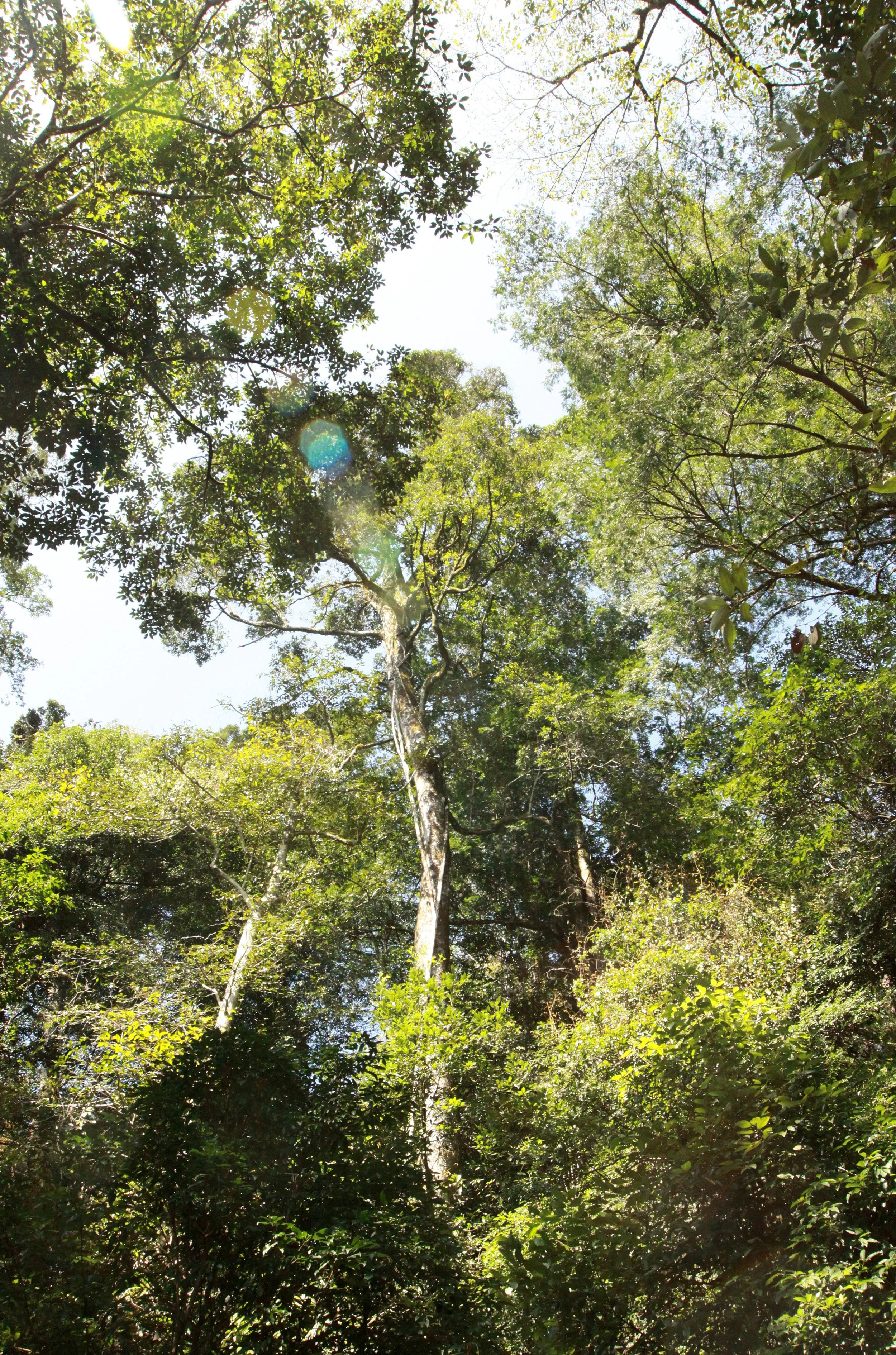 CHINESE YEW RESERVE - FUJIAN CHINA (40).JPG