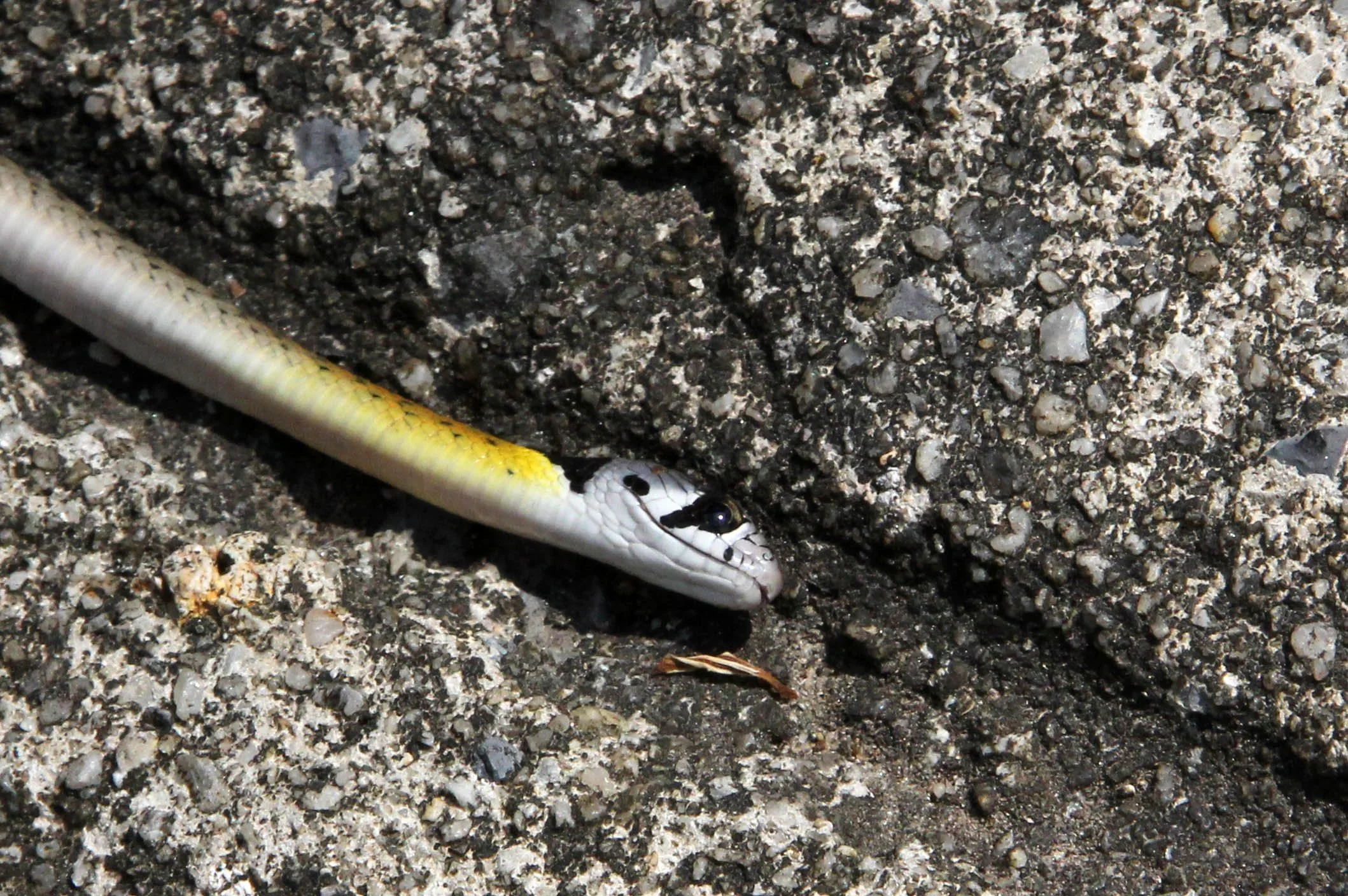 2014 Similans Trip with Family on The Junk (139).JPG