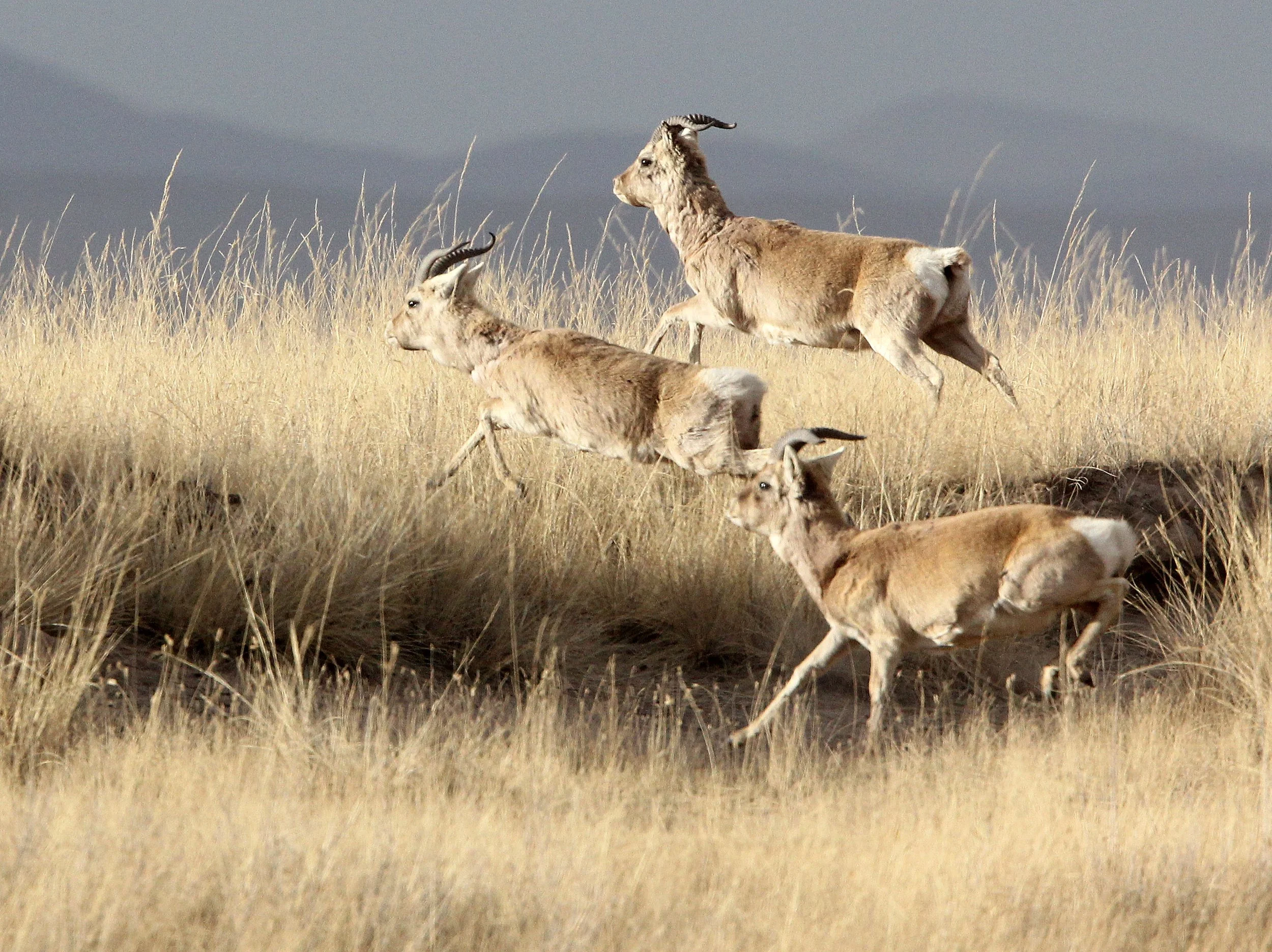 GAZELLE - PRZEWALSKI'S GAZELLE - Procapra przewalskii - QINGHAI LAKE CHINA (141).JPG
