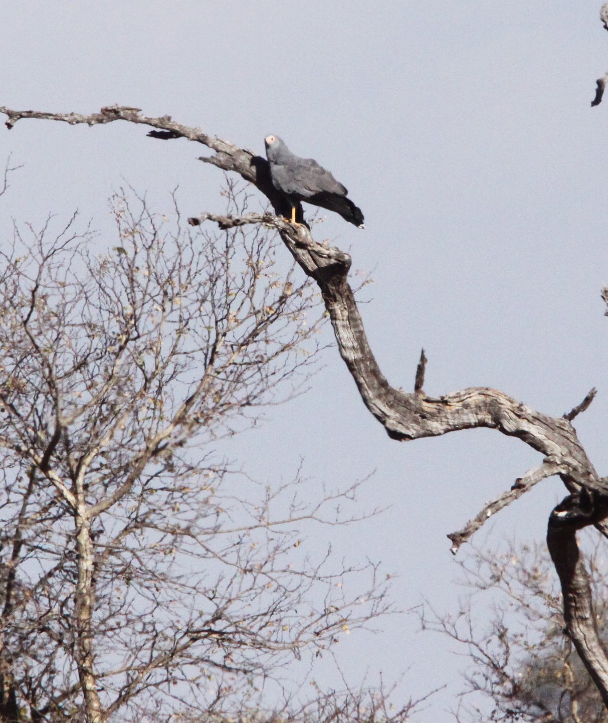 Polyboroides typus - AFRICAN HARRIER-HAWK - POLYBOROIDES TYPUS - KRUGER NATIONAL PARK SOUTH AFRICA (3).JPG