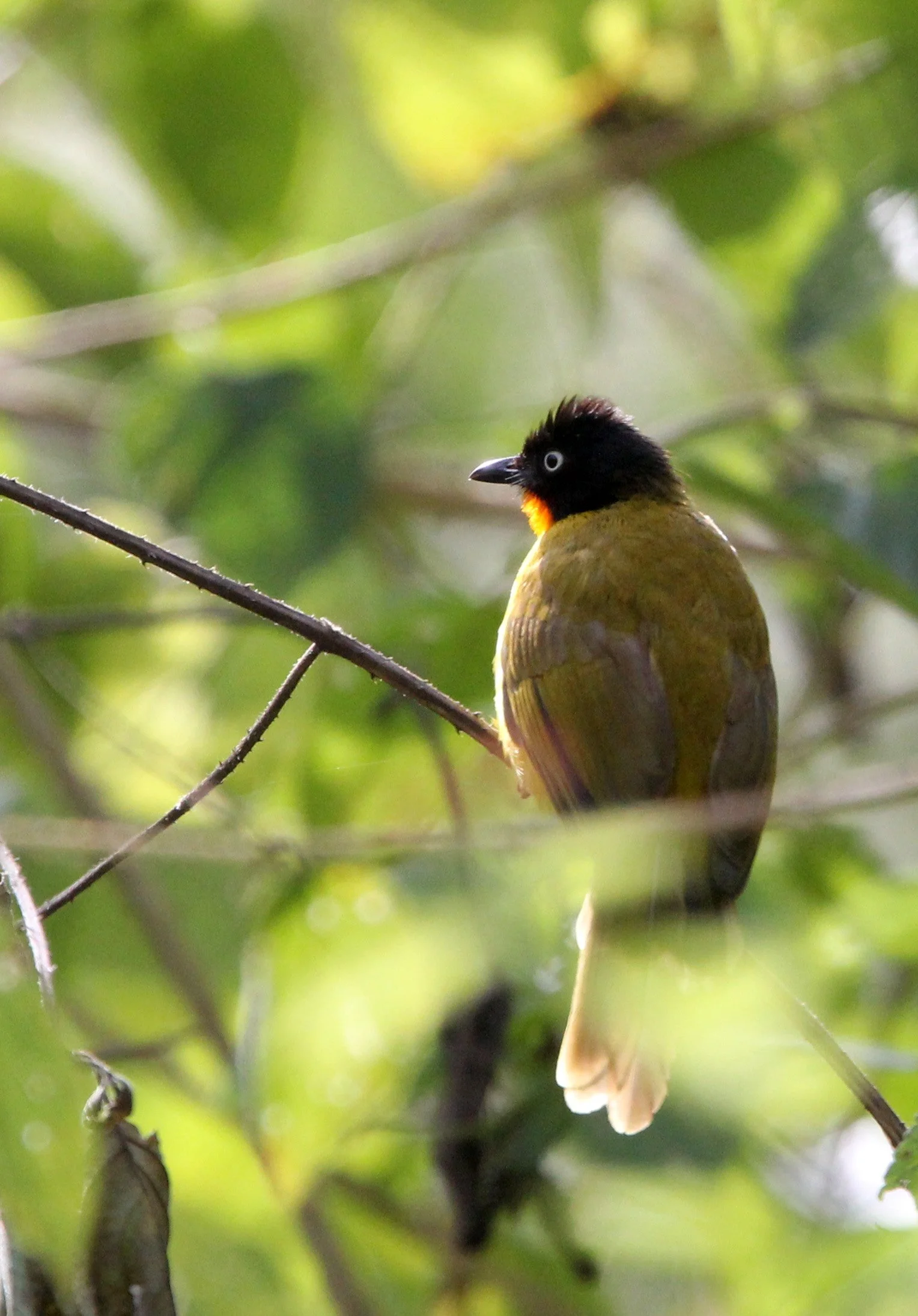 BULBUL - FLAME-THROATED BULBUL - Rubigula gularis - INDIRA GANDHI TOPSLIP NATIONAL PARK, TAMIL NADU INDIA (9).JPG