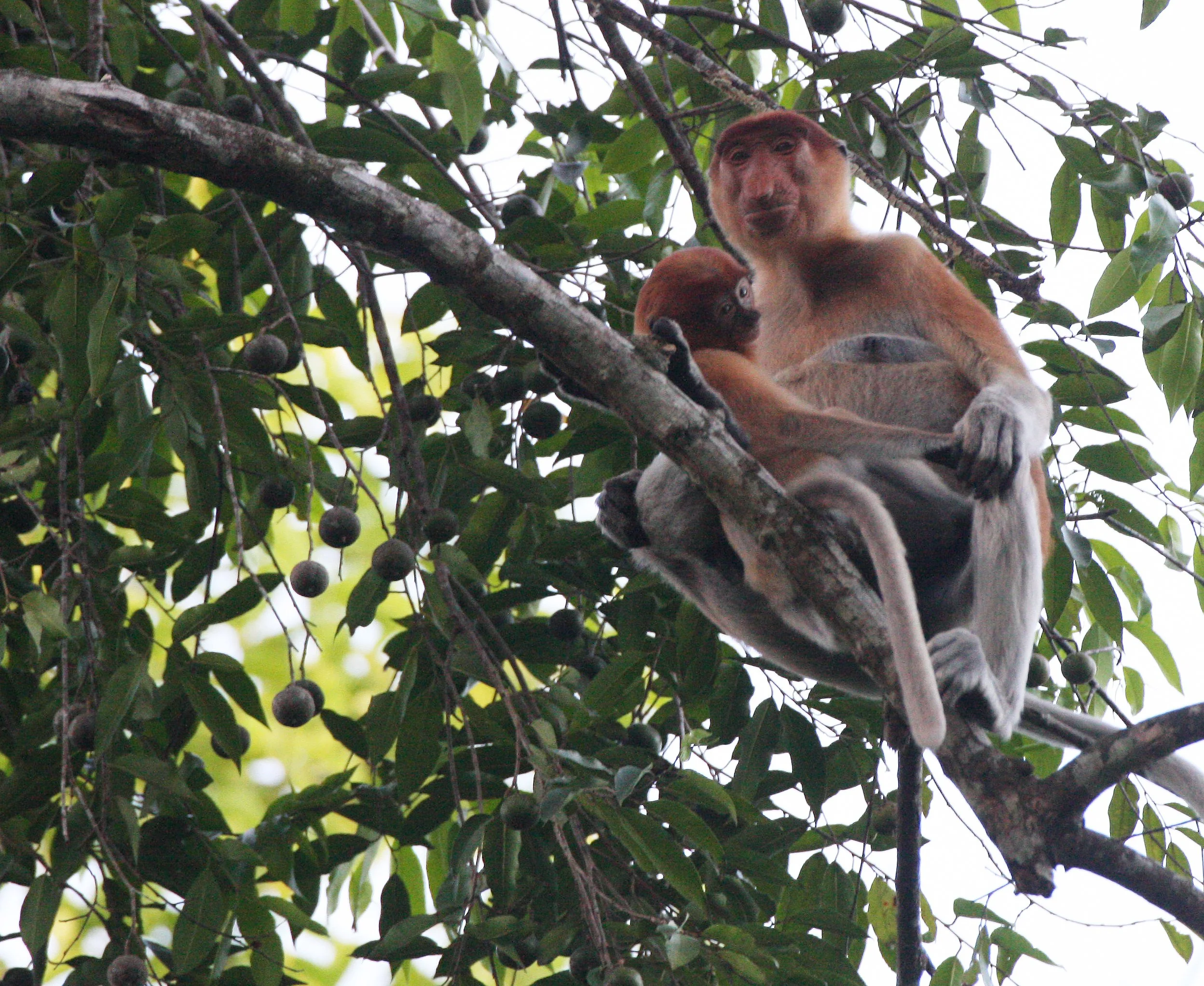CERCOPITHECIDAE - Nasalis larvatus -PROBOSCIS MONKEY TROOP - KINABATANGAN RIVER BORNEO  (2).JPG