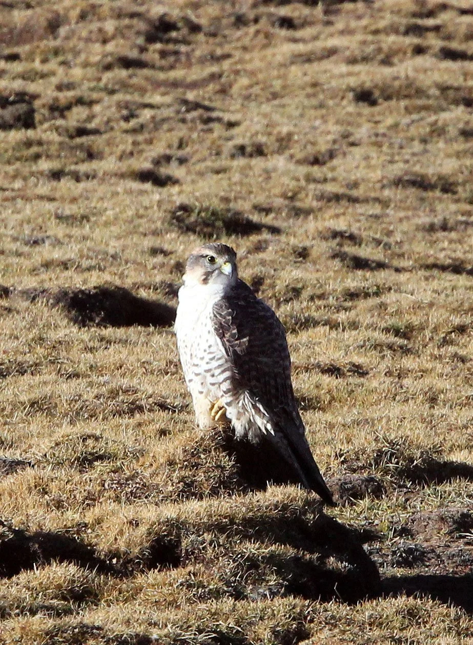 Falco cherrug - SAKER FALCON - KEKEXILI NATIONAL RESERVE - QINGHAI PROVINCE - EASTERN SECTOR (49).JPG