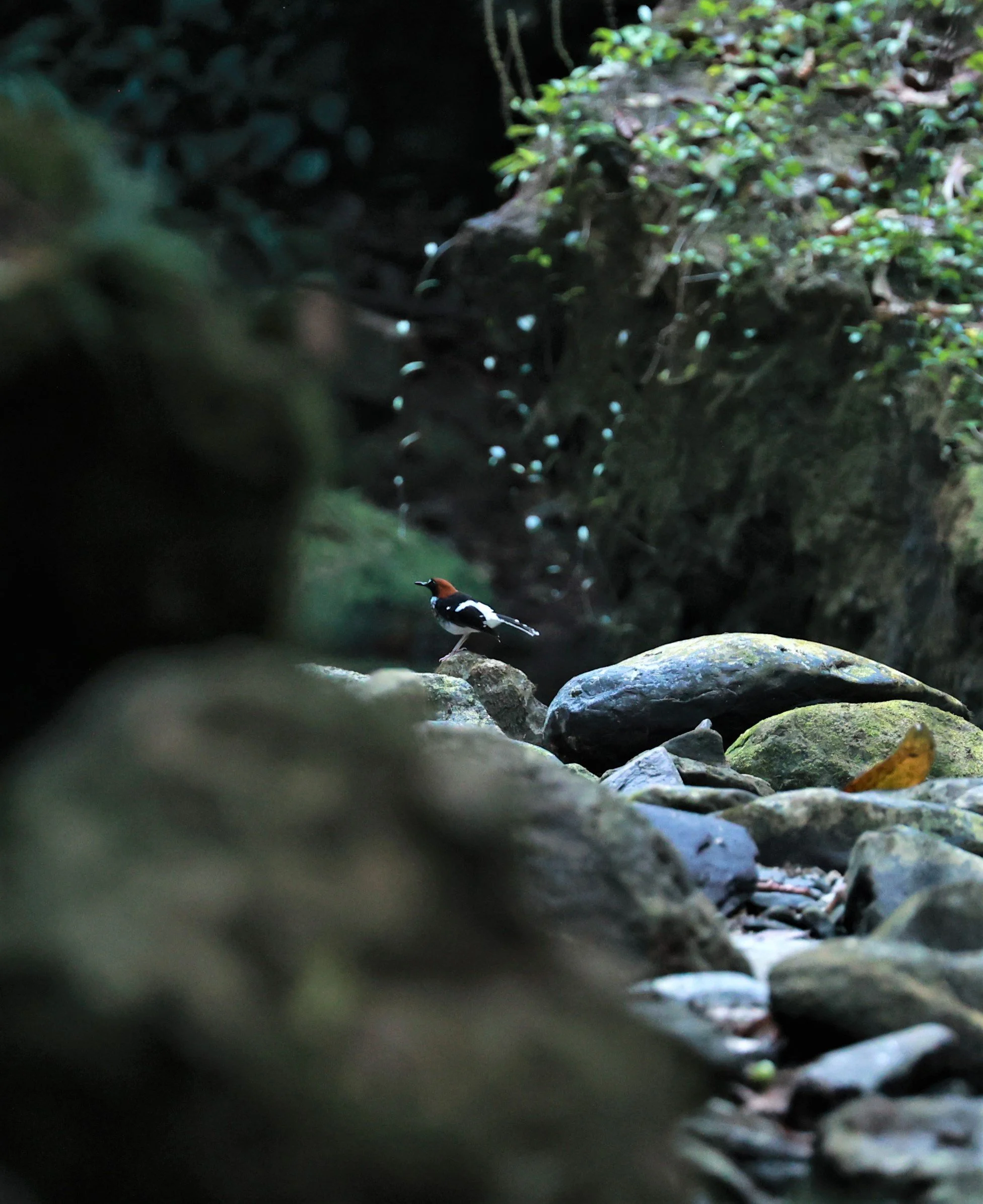 FORKTAIL - Chestnut-naped Forktail - Enicurus ruficapillus - Si Phang Nga National Park, Thailand Feb 18-19, 2023 (35).jpg