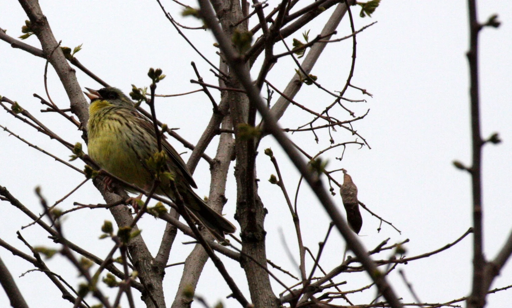 Eurasian Siskin (Spinus spinus) Shimokita Peninsula, Kawauchi Japan (7).JPG