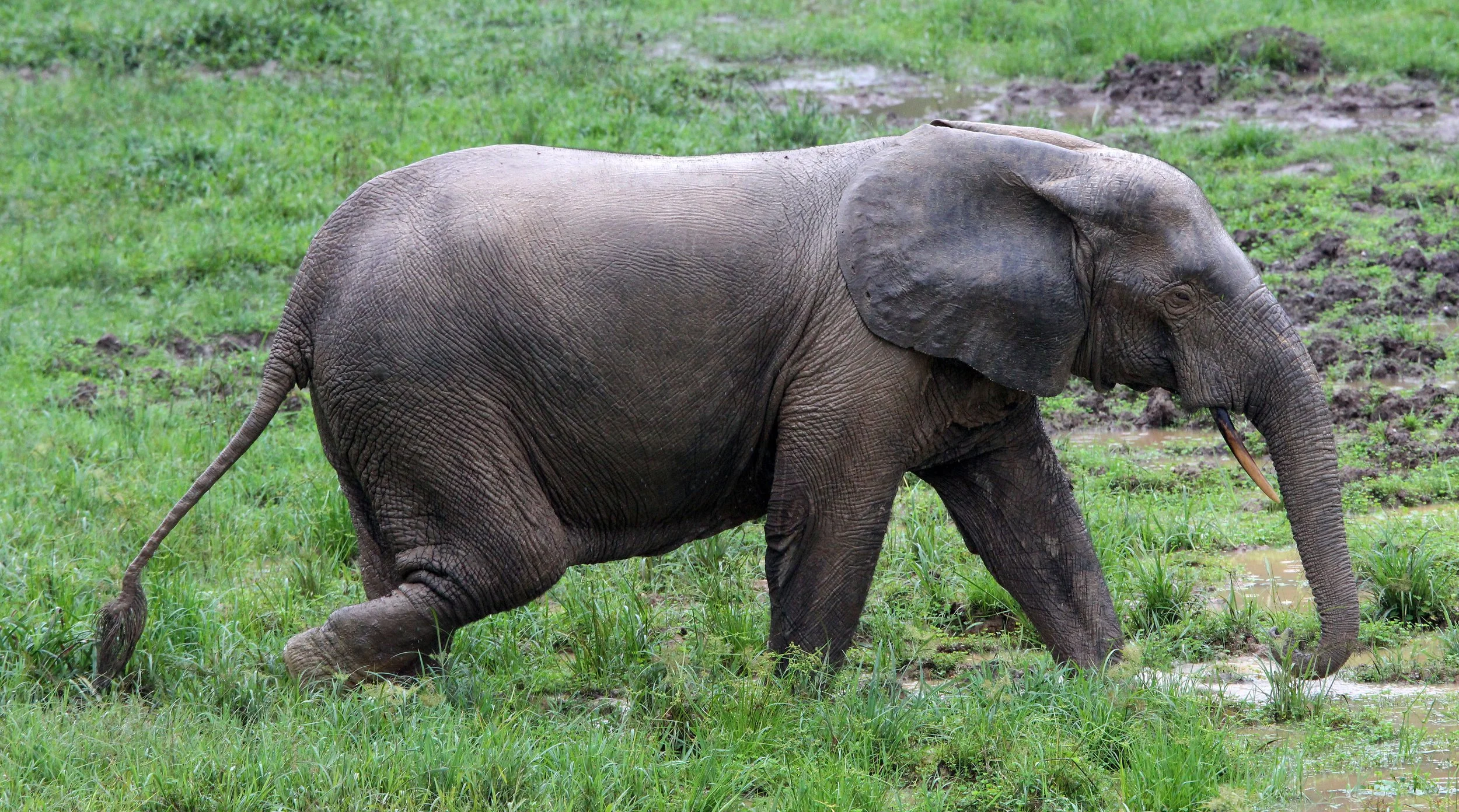 ELEPHANT - FOREST ELEPHANT - DZANGA BAI - DZANGA NDOKI NP CENTRAL AFRICAN REPUBLIC (67).JPG