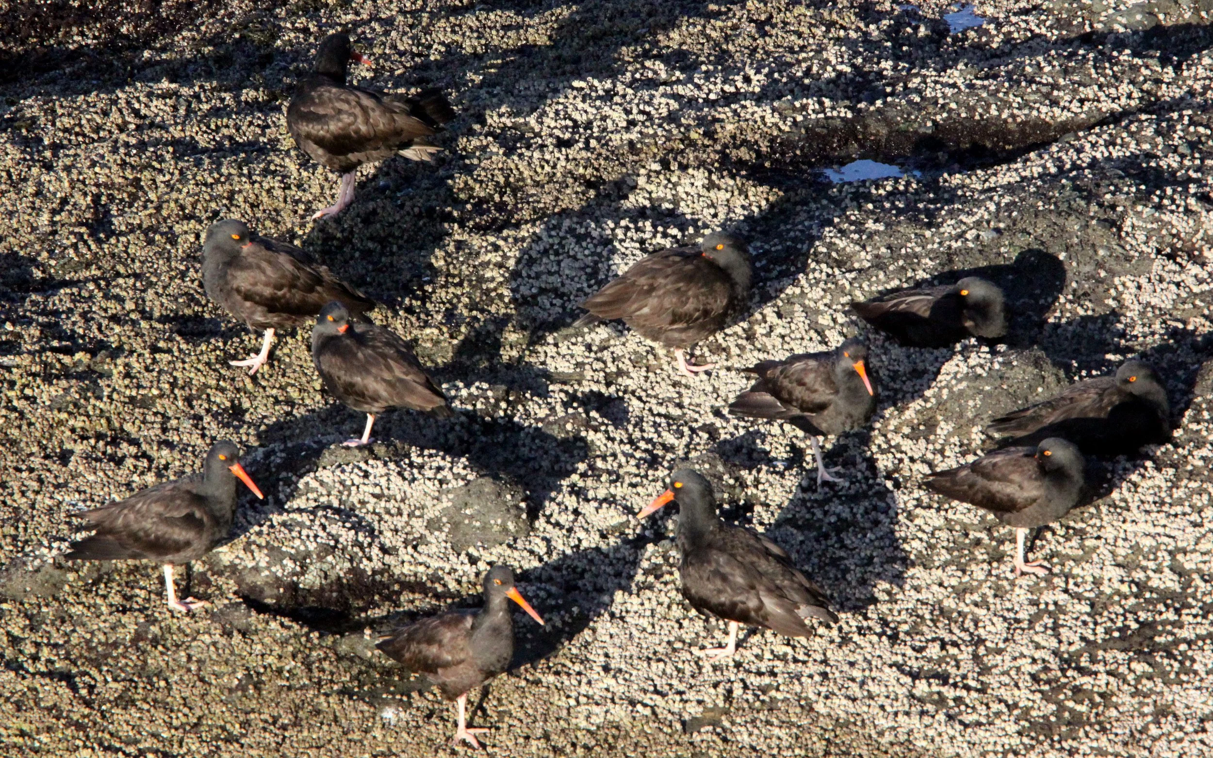 Black Oystercatcher (Haematopus bachmani) Cape Flattery Washington (4).JPG