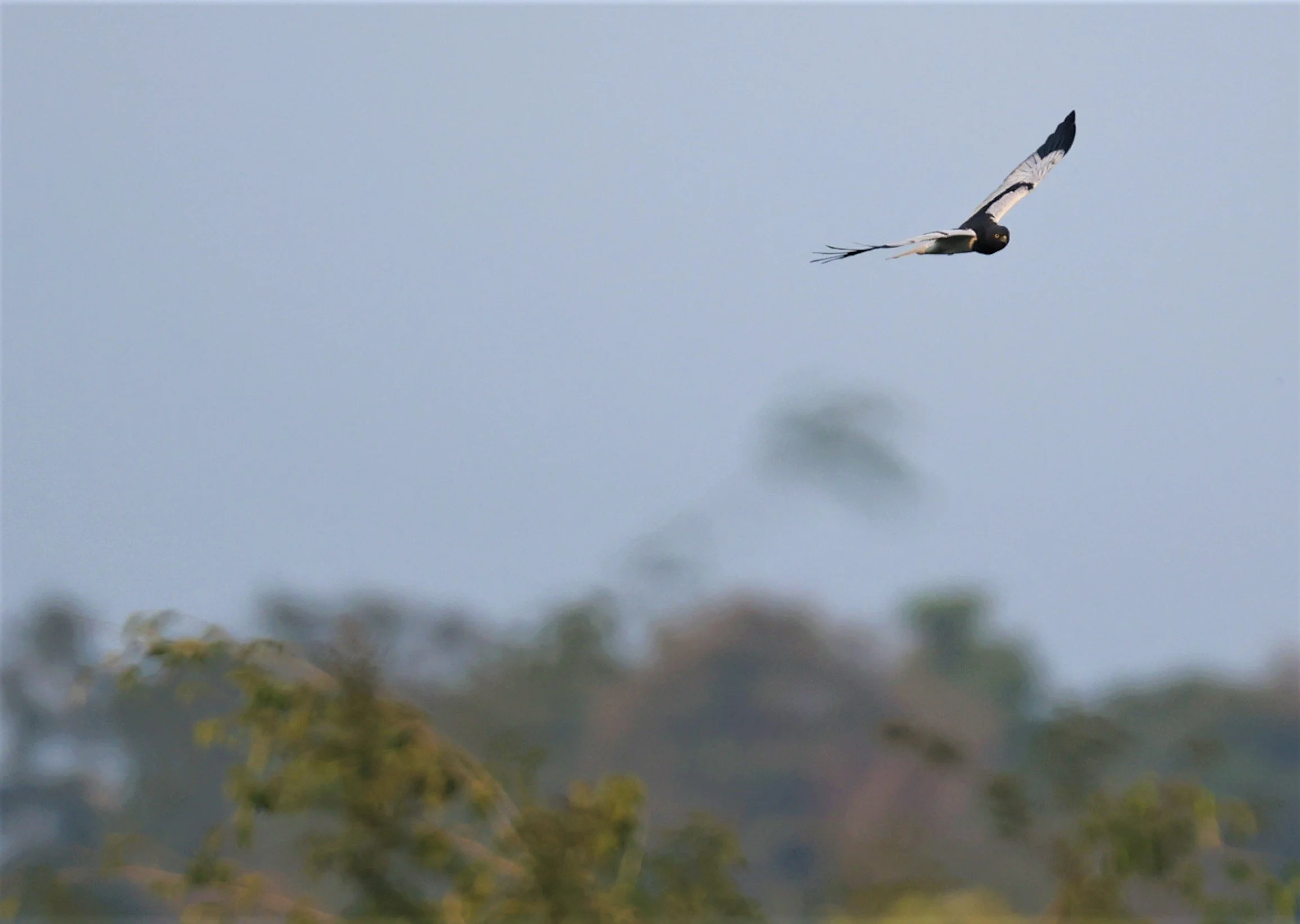 HARRIER - PIED HARRIER - Circus melanoleucos - YONOK CHIANG SAEN CHIANG RAI - ROOST (19).JPG