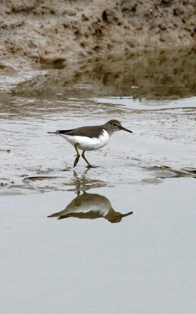 BIRD - SANDPIPER - COMMON SANDPIPER- YANCHENG CHINA (2).JPG