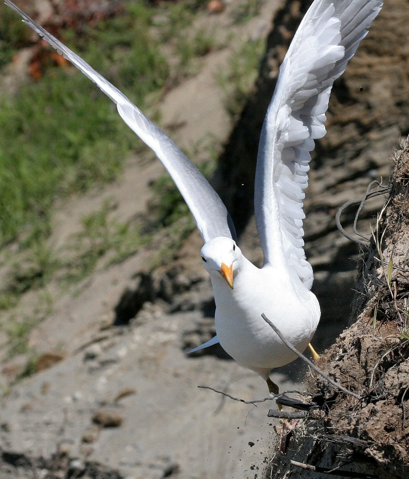 BIRD - GULL - GLAUCOUS WINGED GULL - DUNGENESS SPIT WILDLIFE RESERVE WA (30).JPG