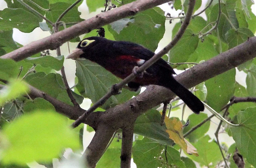 BARBET - DOUBLE-TOOTHED BARBET - Pogonornis bidentatus - LANGANO LAKE ETHIOPIA (6)aa.jpg