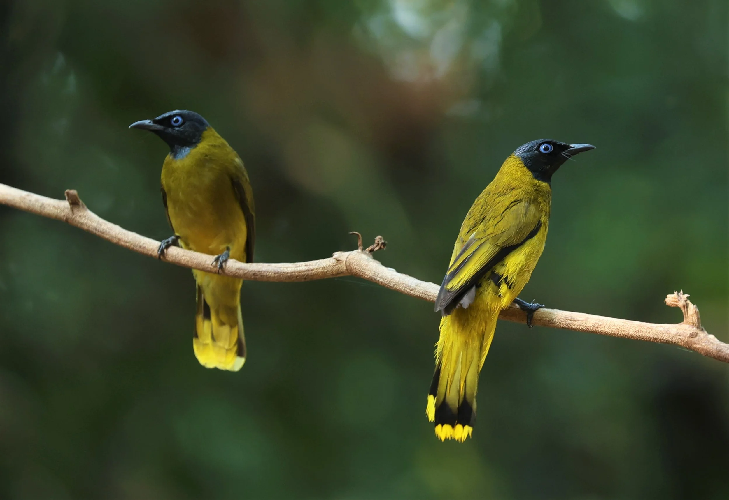 BULBUL - BLACK HEADED BULBUL - Pycnonotus atriceps - WAT THAM PRATHUM CHONBURI JAN 30 2022 (56).jpg