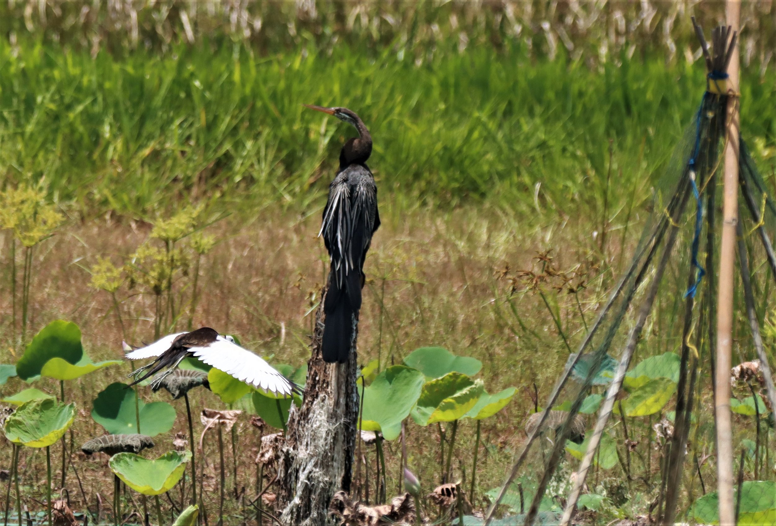 JACANA - PHEASANT-TAILED JACANA - Hydrophasianus chirurgus - BUENG BORAPHET NAKHON SAWAN AUGUST 2021 (106).JPG