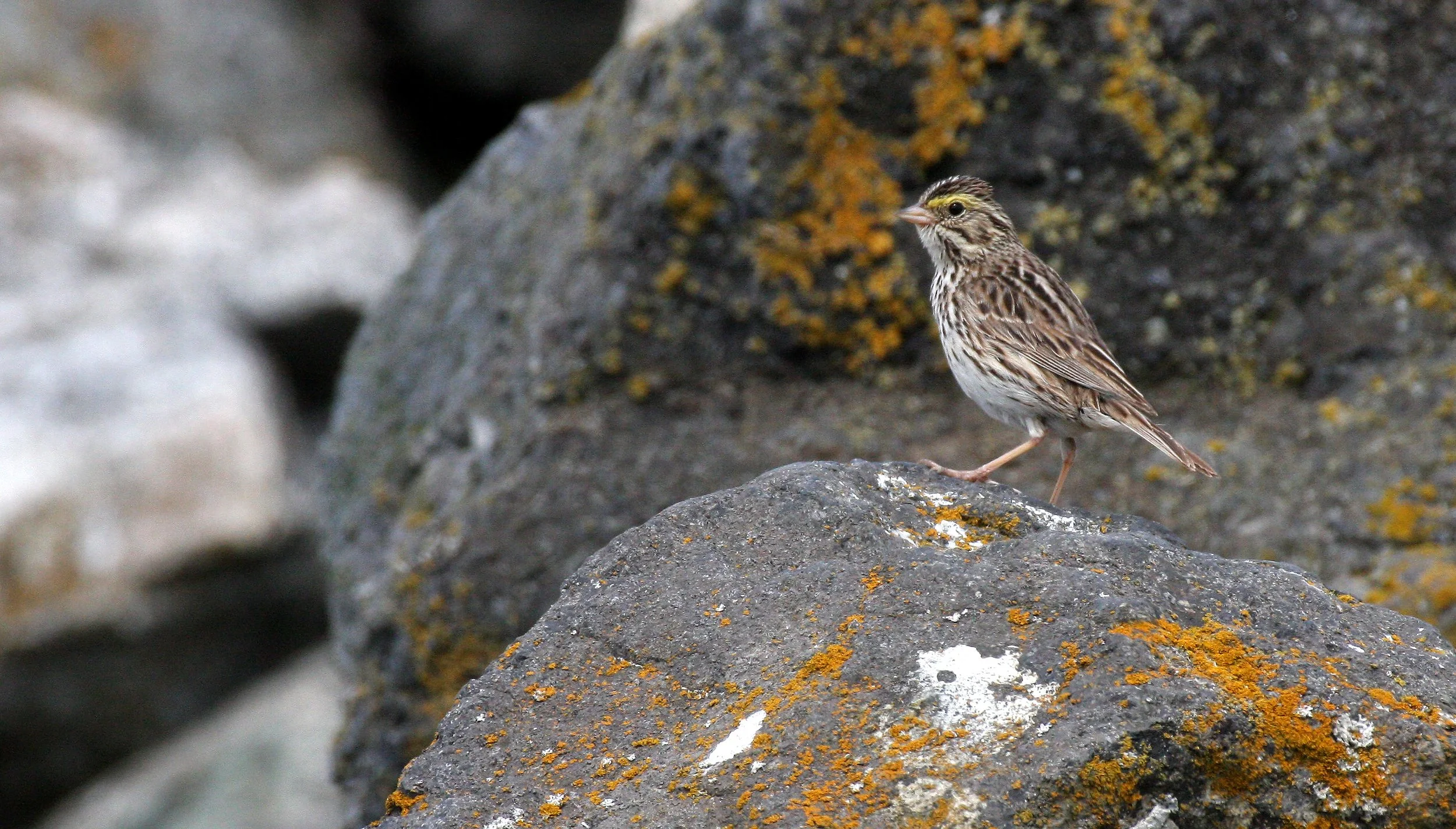 Savannah Sparrow (Passerculus sandwichensis) Cline Spit Sequim Washington (4).JPG
