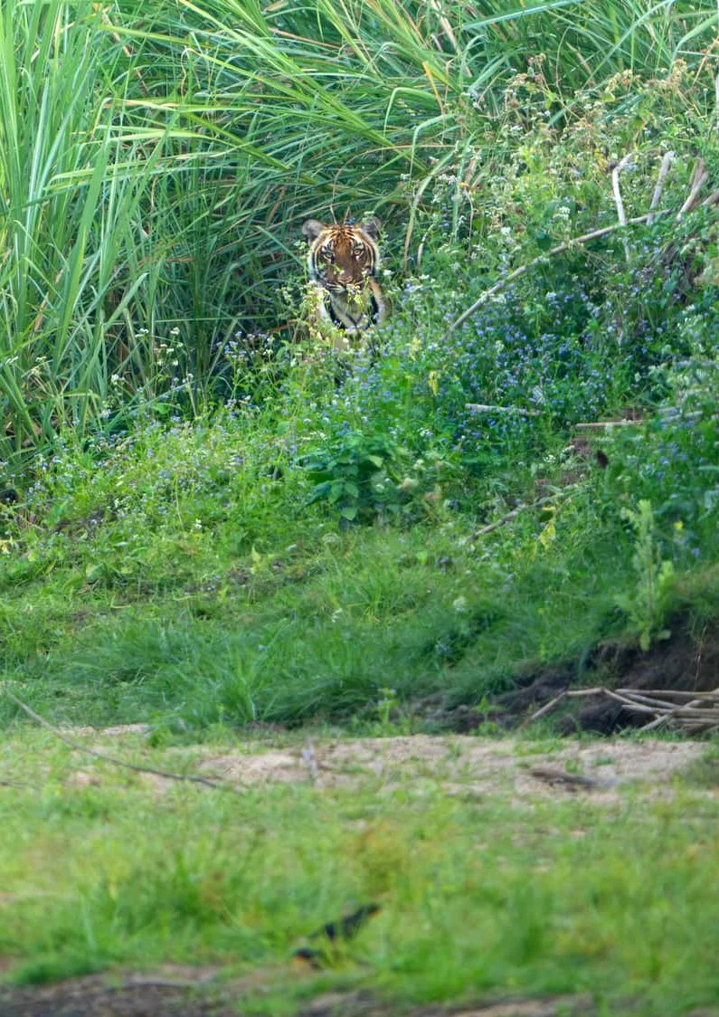 Huai Kha Khaeng Wildlife Sanctuary (HKK): This UNESCO World Heritage site is the core of the complex and has seen a dramatic recovery, with tiger numbers rising from 41 in 2010 to 66 individuals in 2019. Mae Wong and Khlong Lan National Parks: These 