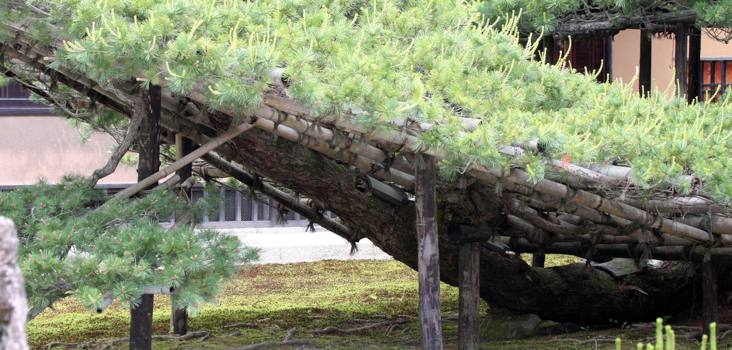 KYOTO - MAY 2009 - KINKAKUJI (22).JPG