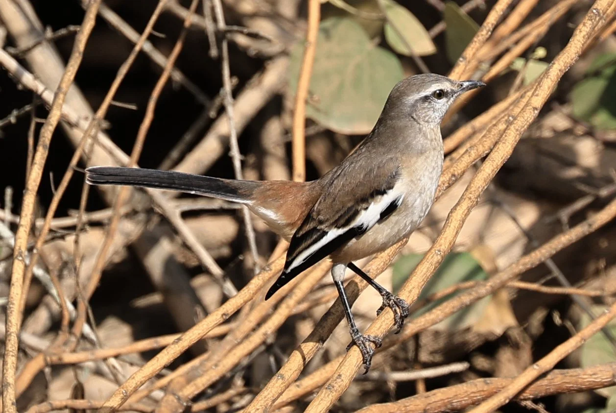 White-banded Mockingbird (Mimus triurus) Hotel Campestre Iparoma Paraguay (6).jpg