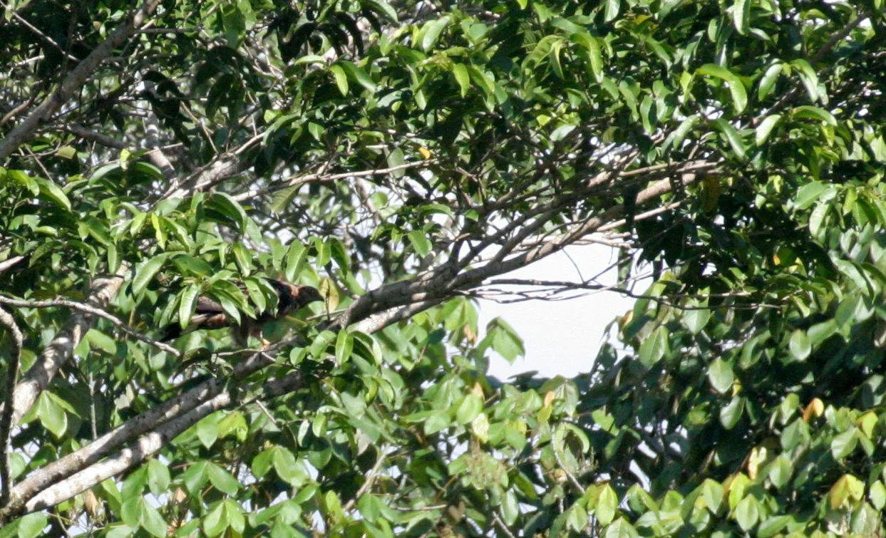 Spilornis cheela pallidus - NORTHERN BORNEO CRESTED SERPENT EAGLE - DANUM VALLEY BORNEO (5).JPG