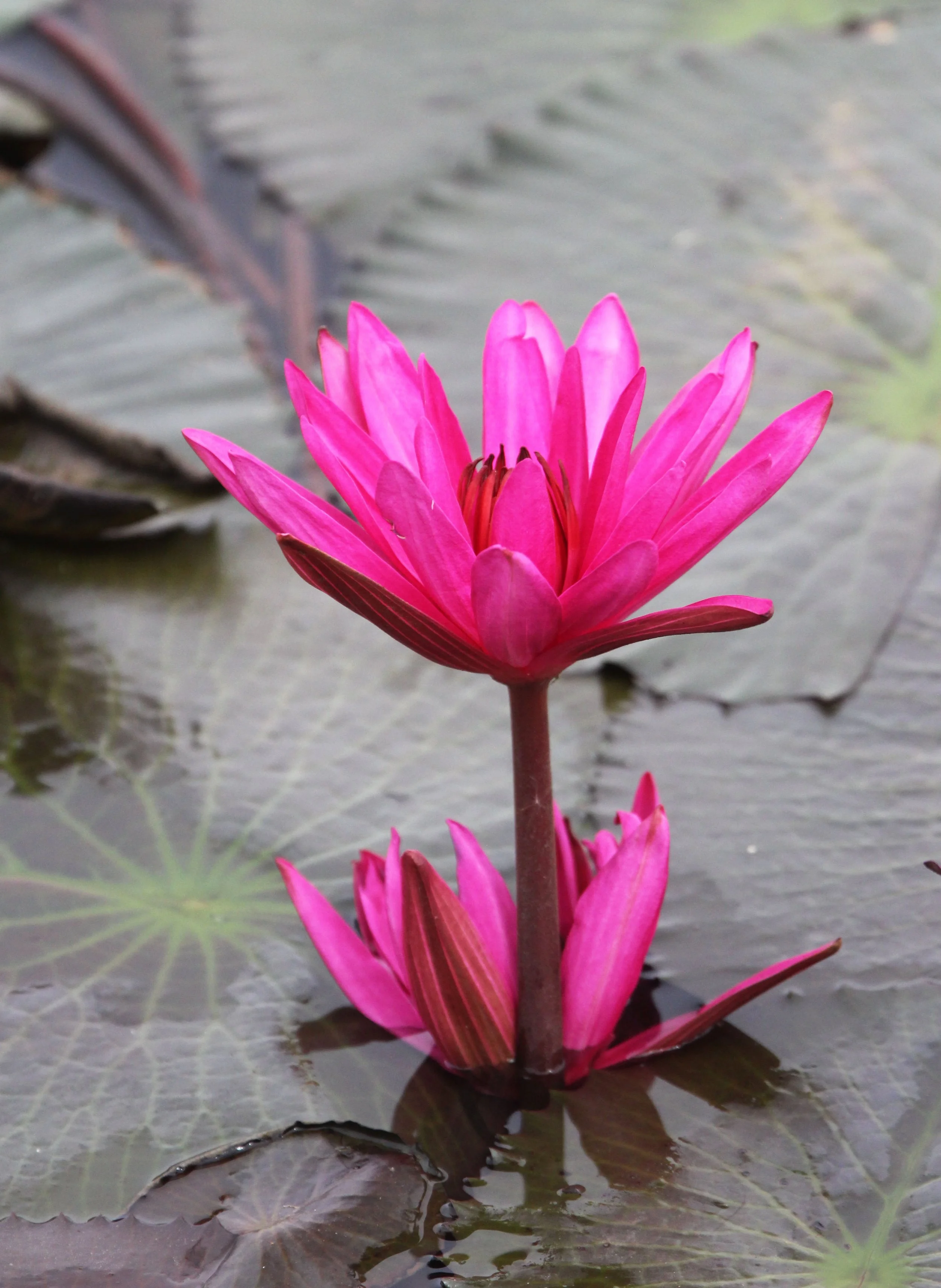 2014 Khao Sam Roi Yod Wetlands with Cokie & Som and Phil & Shelley Summer Travels (2).JPG